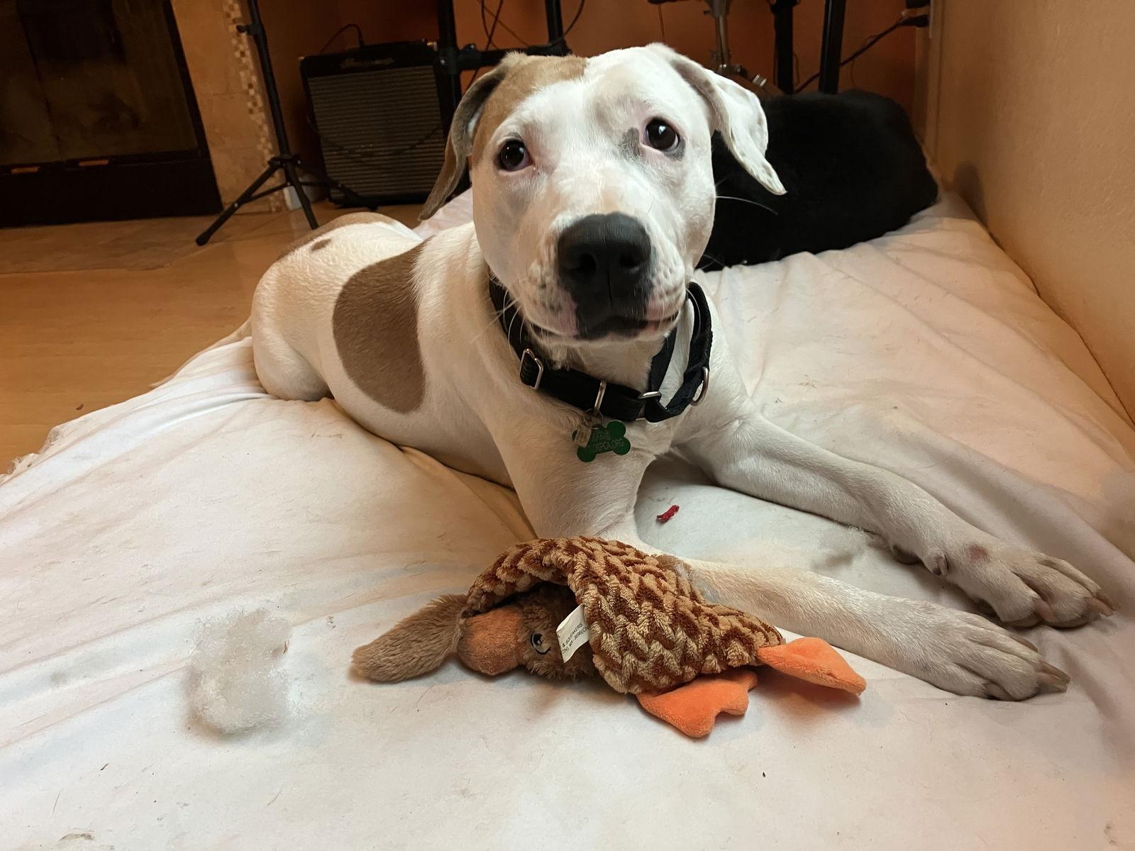 Juneau, a Adoptable American Bulldog in Davis, CA image 2/3