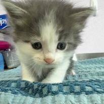 Enlarge Simon, a Adoptable Domestic Short Hair in Grinnell, IA image 1/2