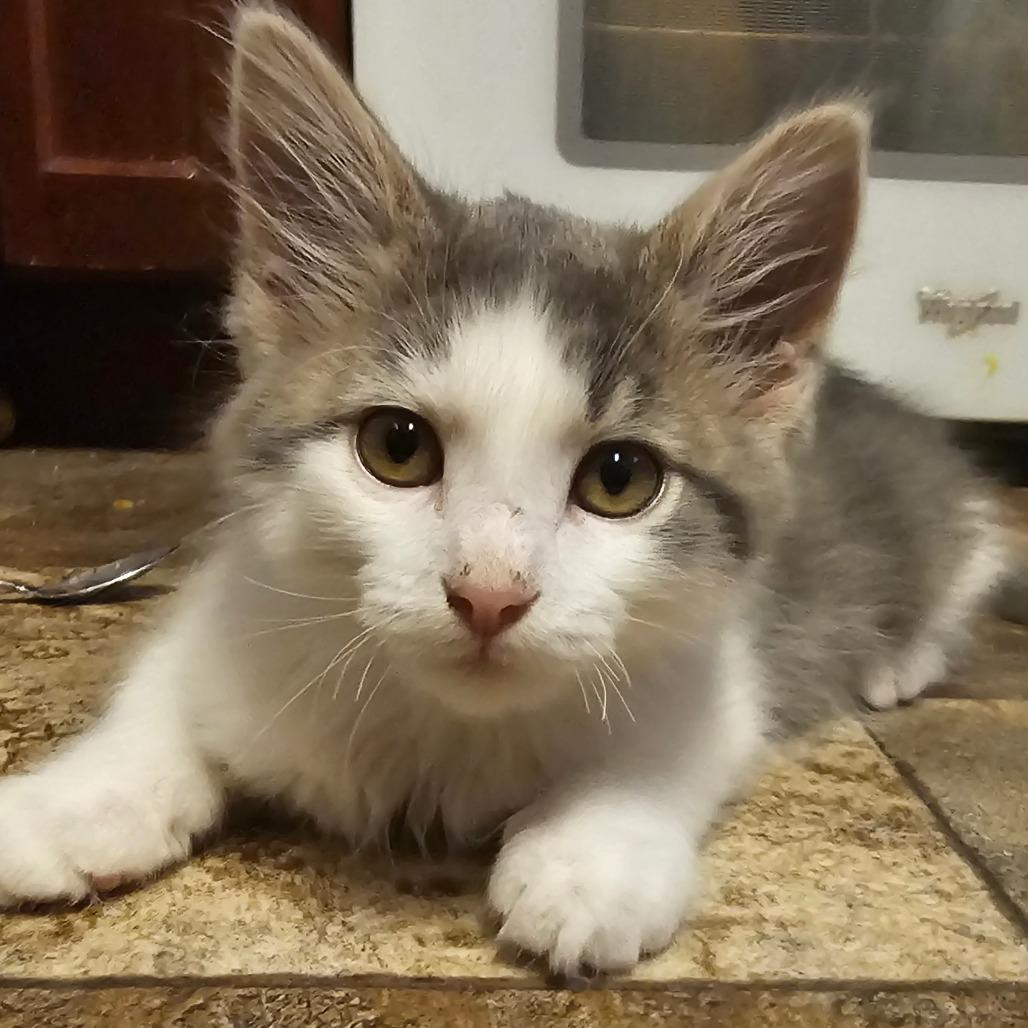 Enlarge Simon, a Adoptable Domestic Short Hair in Grinnell, IA image 2/2