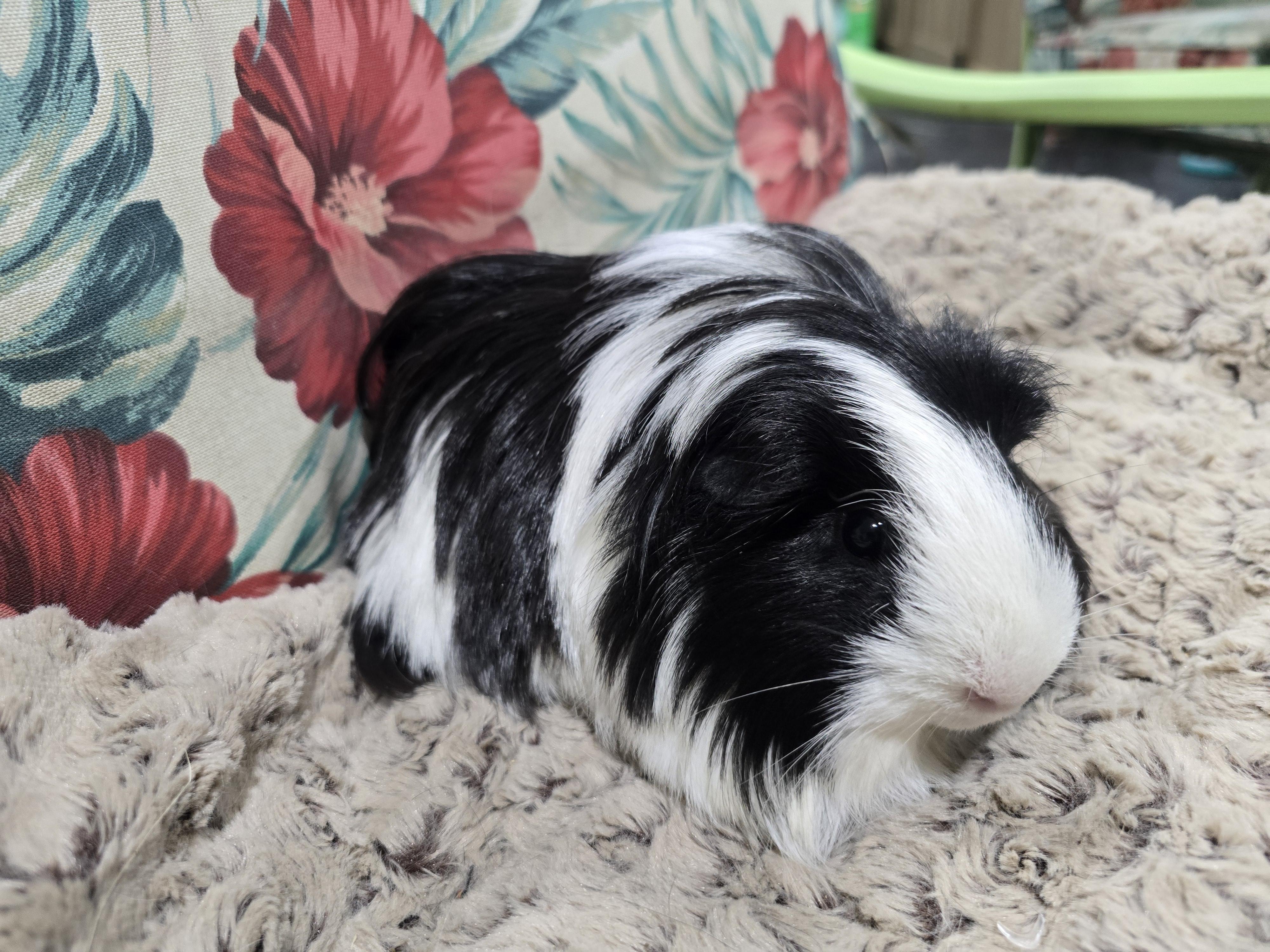 Enlarge Caramel and Oreo, a ADOPTABLE Abyssinian in Idaho Falls, ID image 2/2