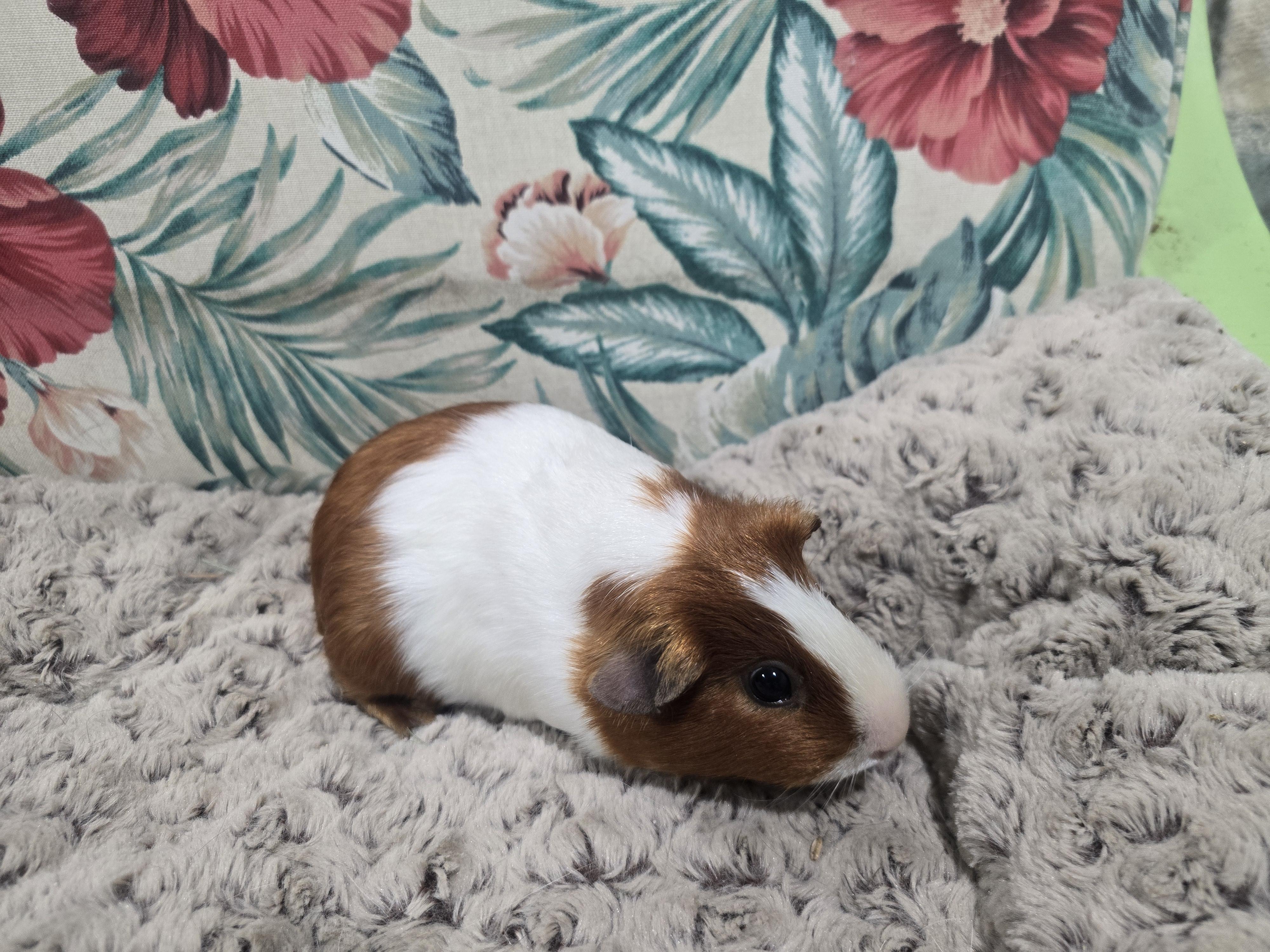 Caramel and Oreo, ADOPTABLE, Young Male Abyssinian.