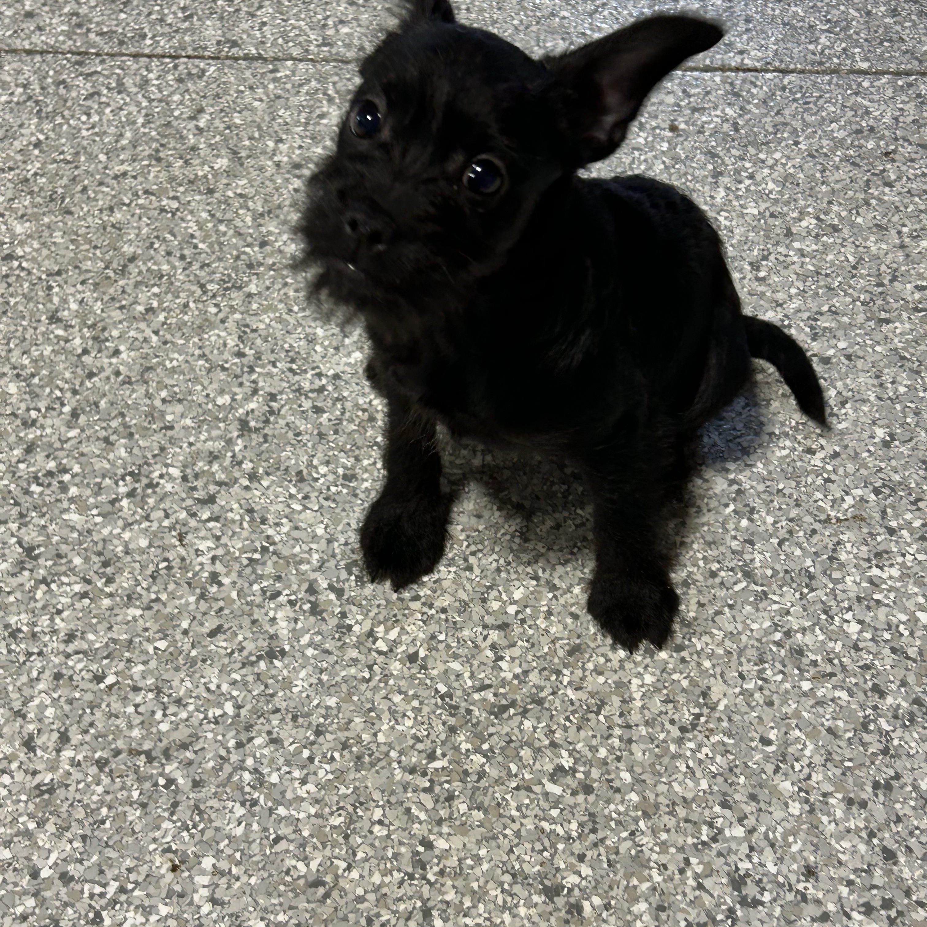 Enlarge OH MY. 7.4 lbs black scruffy , a Adoptable mixed breed in Antwerp, OH image 2/5