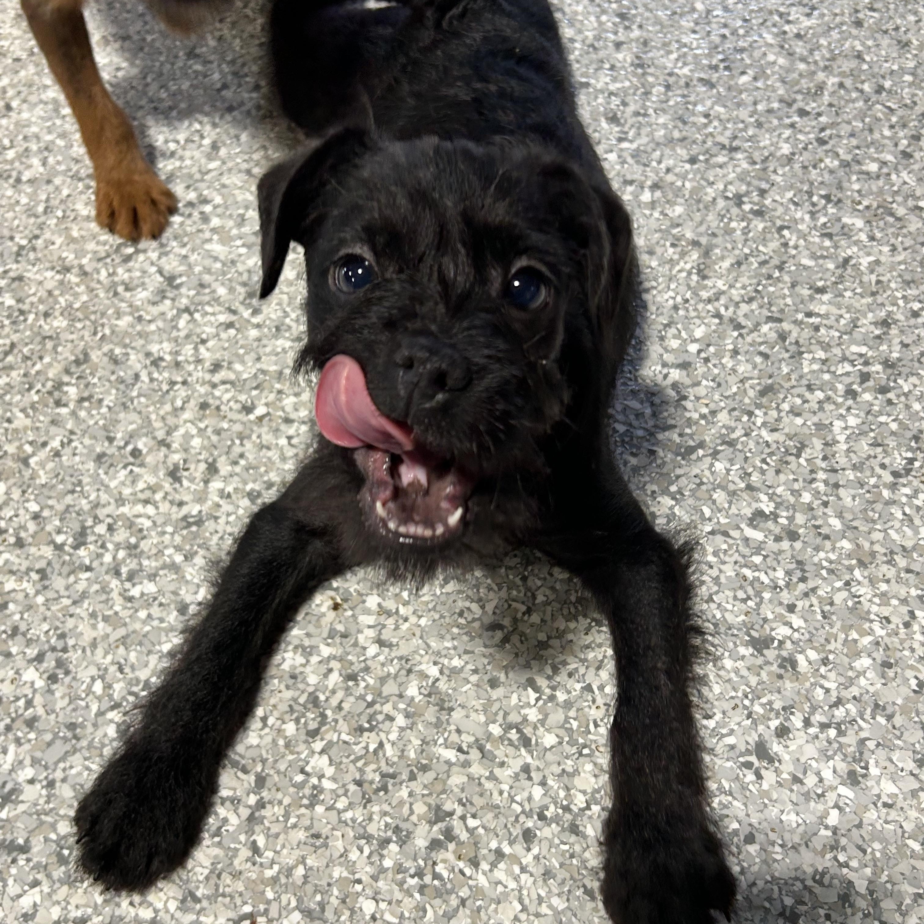 Enlarge OH MY. 7.4 lbs black scruffy , a Adoptable mixed breed in Antwerp, OH image 4/5