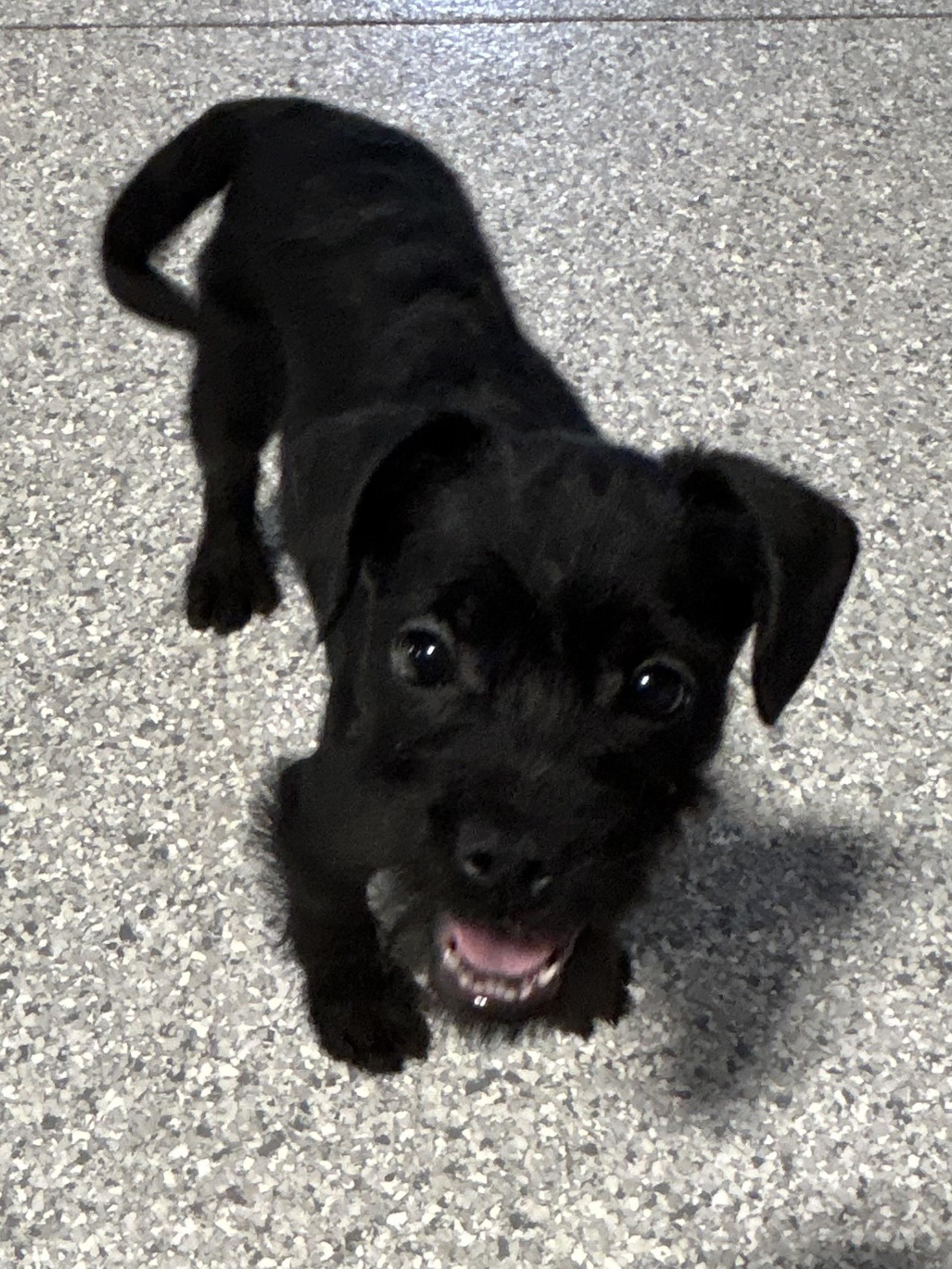 Enlarge OH MY. 7.4 lbs black scruffy , a Adoptable mixed breed in Antwerp, OH image 3/5