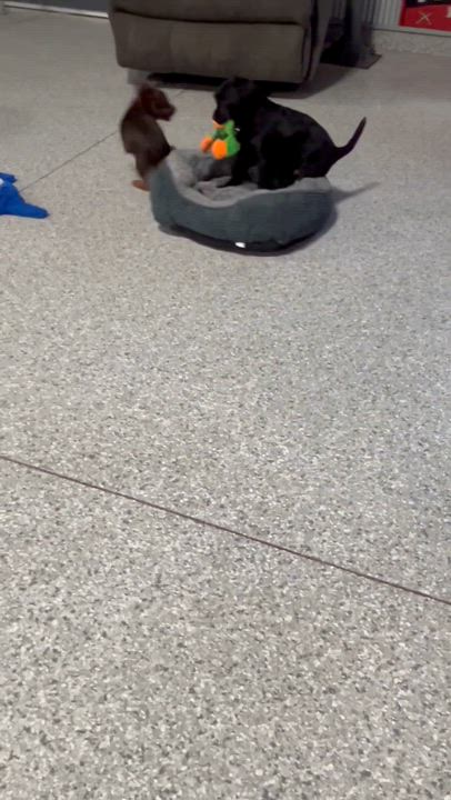 Enlarge OH MY. 7.4 lbs black scruffy , a Adoptable mixed breed in Antwerp, OH video 5/5