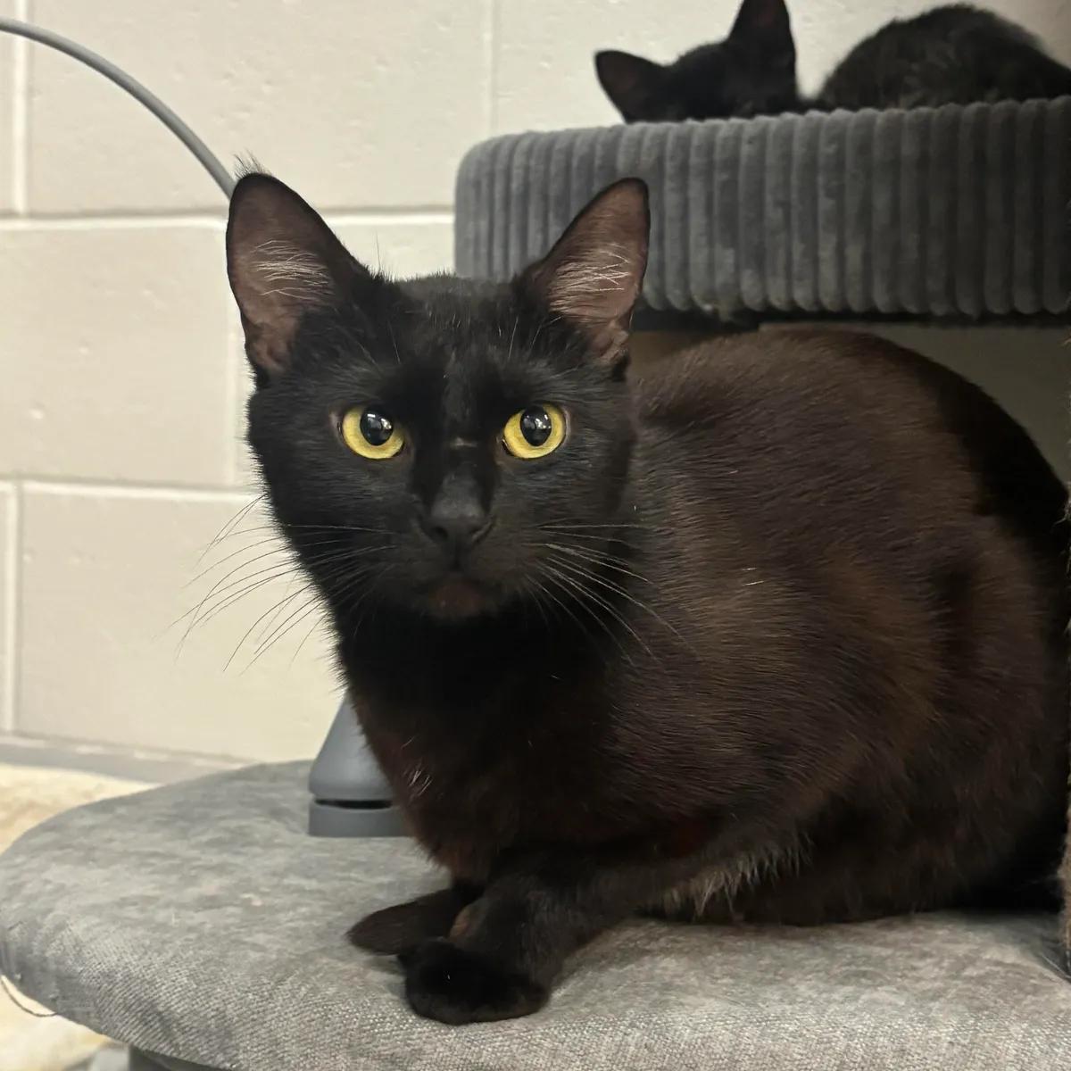 Enlarge Mother Goose, a ADOPTABLE mixed breed in Mount Pleasant, SC image 1/1