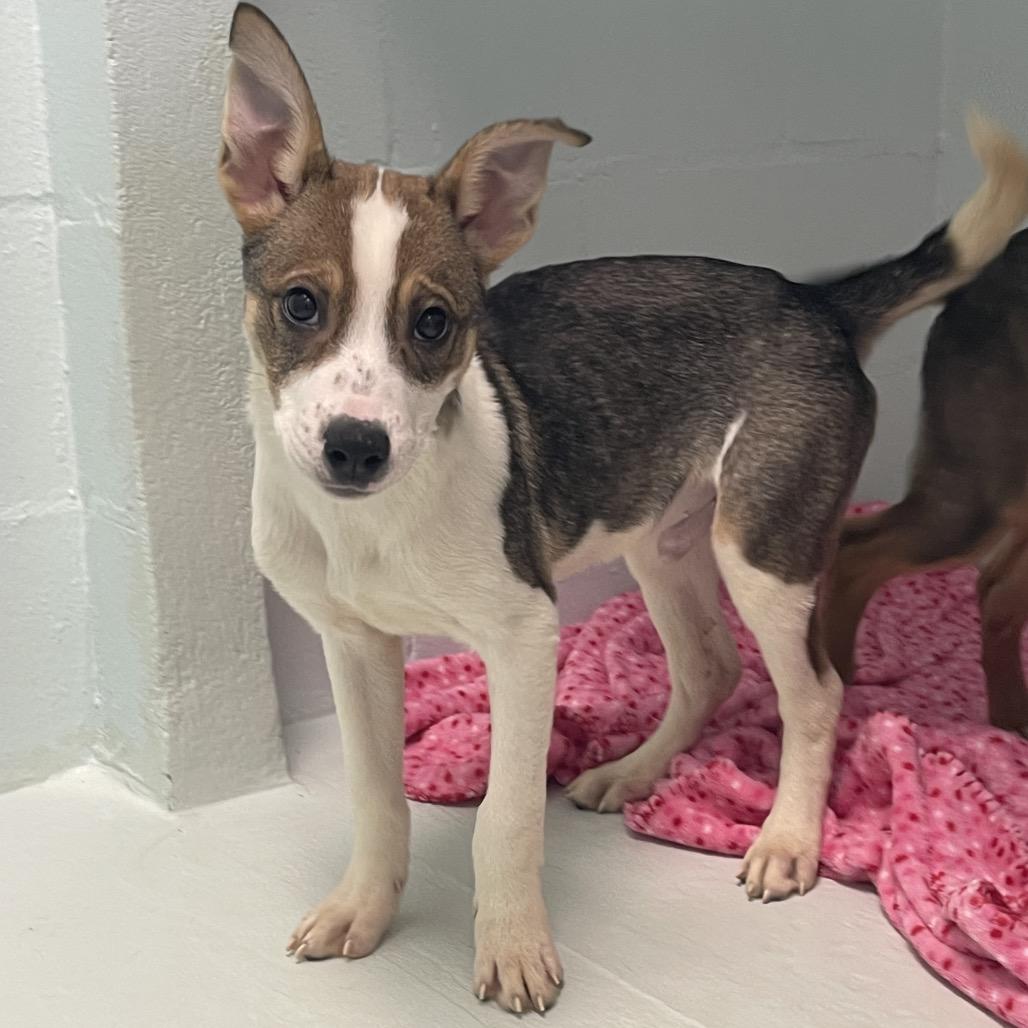 Zeus, Adoptable, Puppy Male Husky & Shepherd.