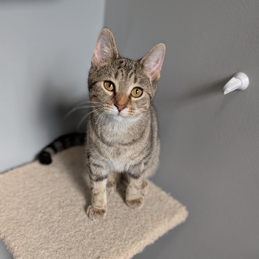 Chessie, a Adoptable Domestic Short Hair in Cape Girardeau, MO image 1/4