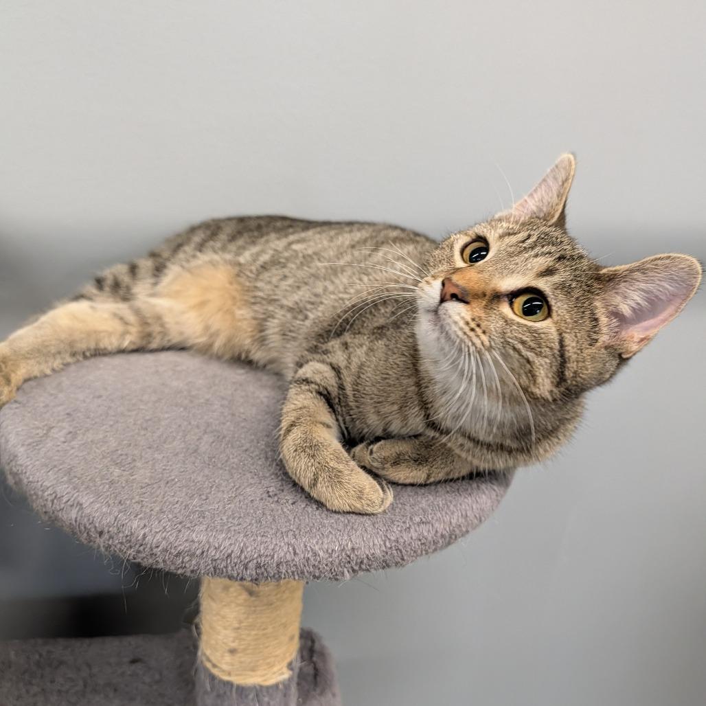 Chessie, a Adoptable Domestic Short Hair in Cape Girardeau, MO image 3/4