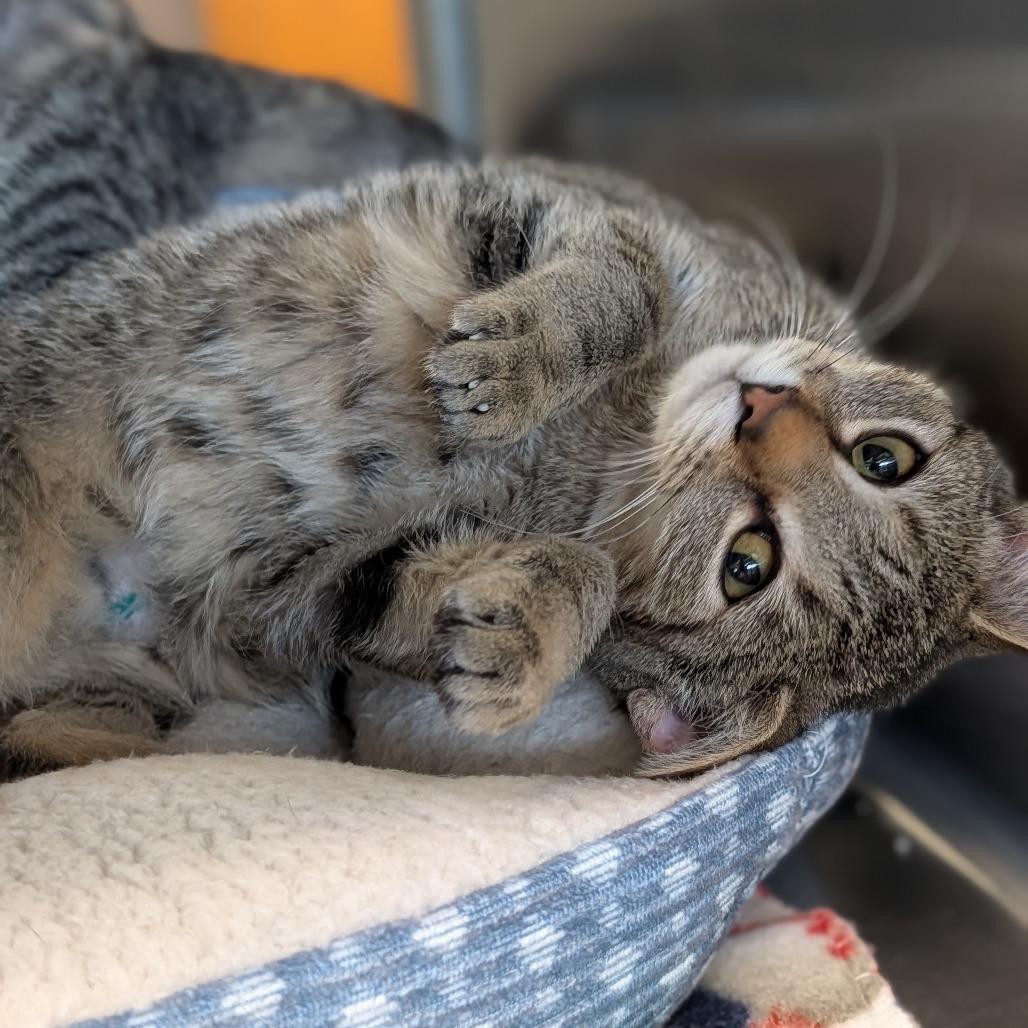 Chessie, Adoptable, Kitten Female Domestic Short Hair.