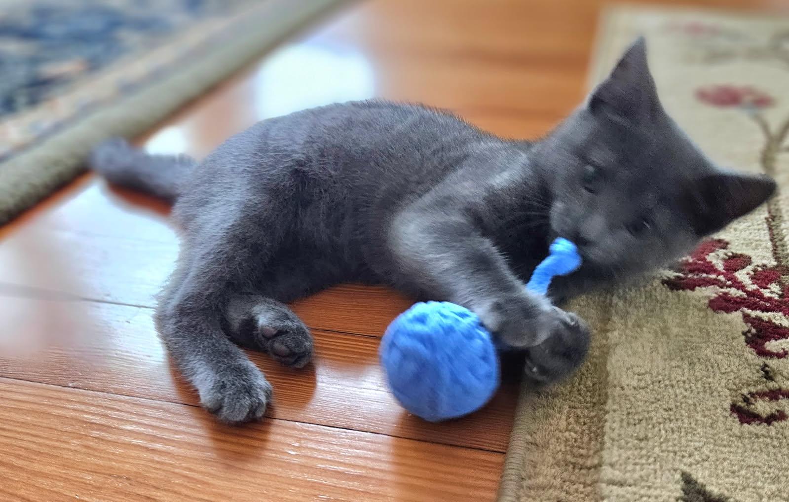 Stormy, a Adoptable Domestic Short Hair in Seneca, SC image 2/4