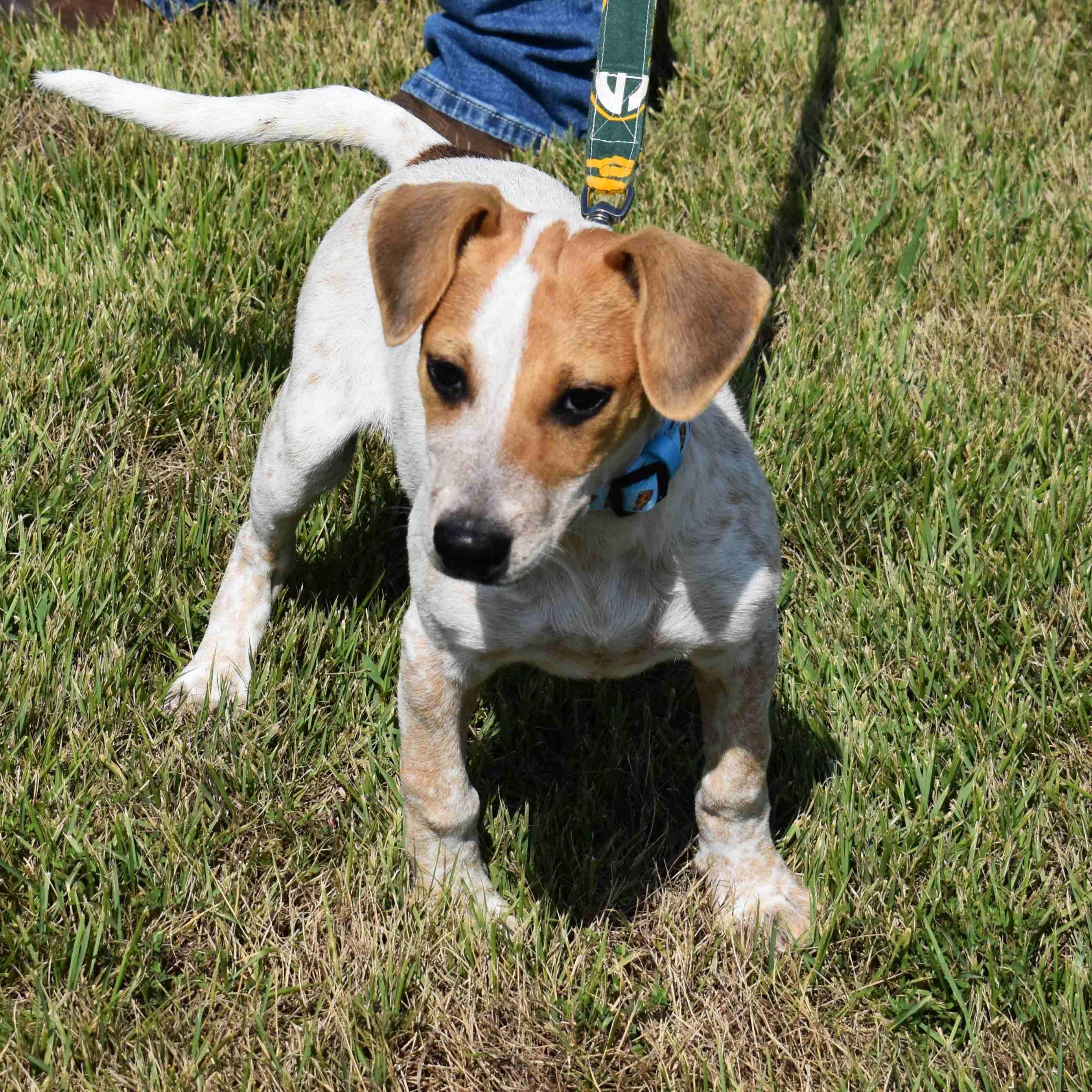 Ravioli, a Adoptable Mixed Breed in Searcy, AR image 4/6