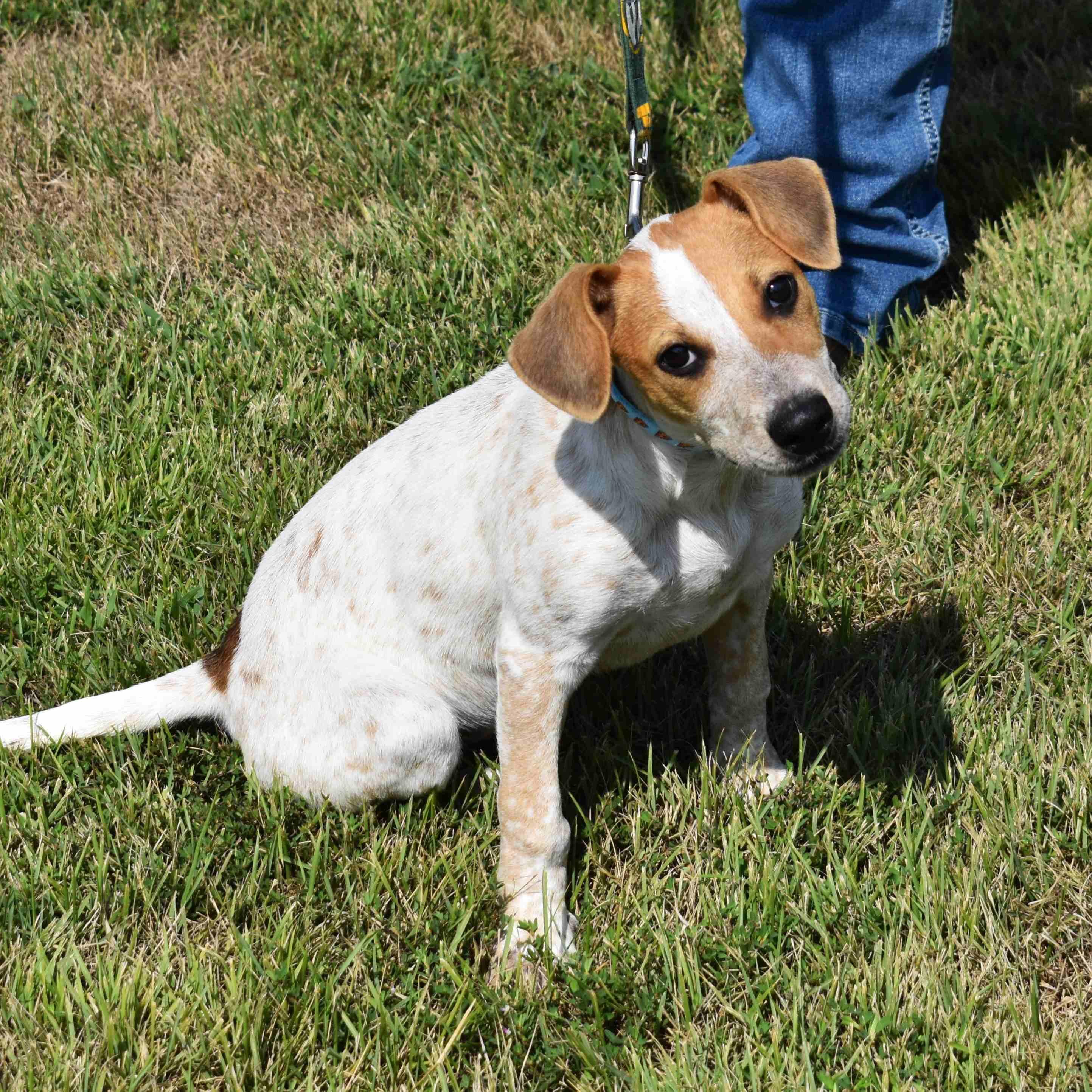 Ravioli, a Adoptable Mixed Breed in Searcy, AR image 3/6