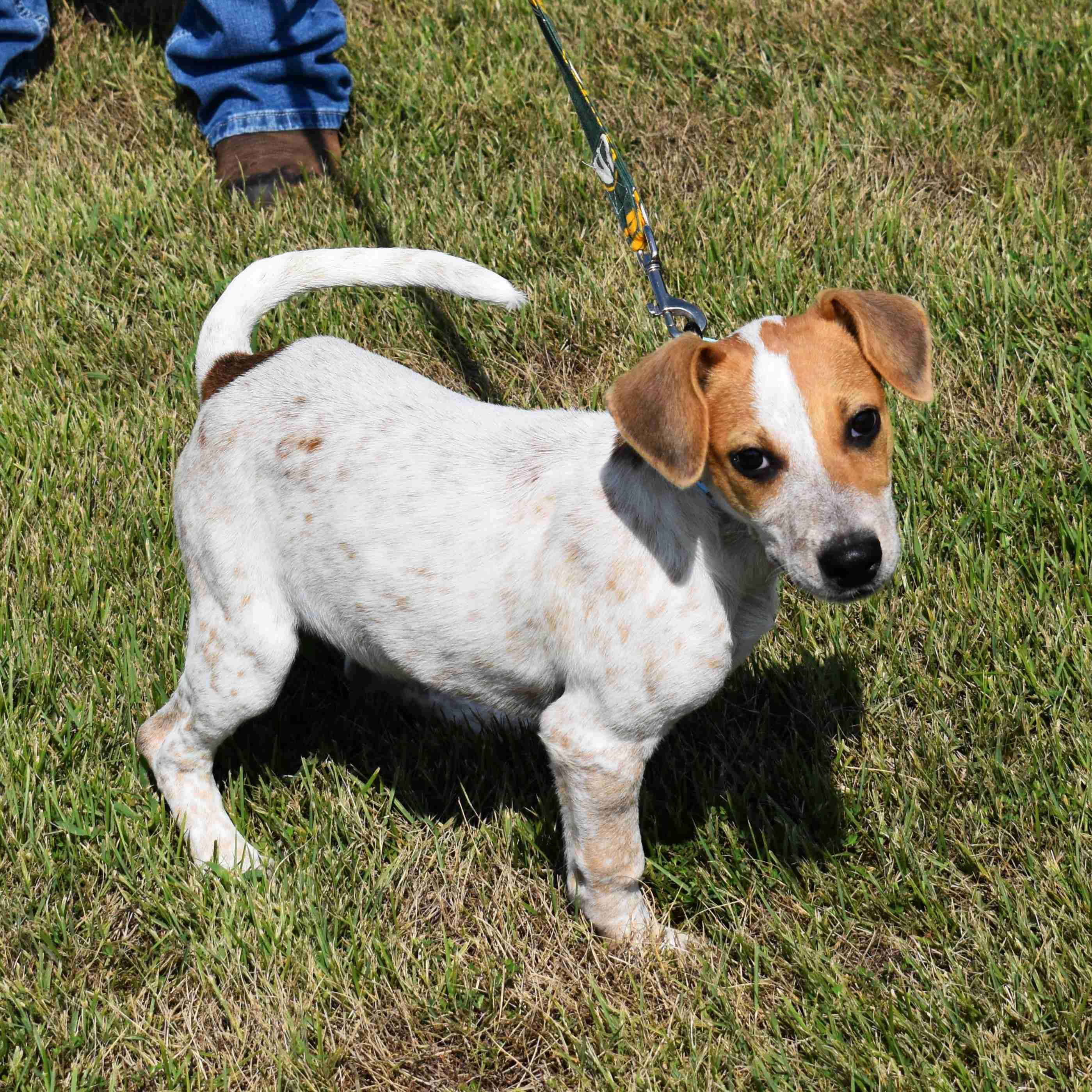 Ravioli, a Adoptable Mixed Breed in Searcy, AR image 6/6