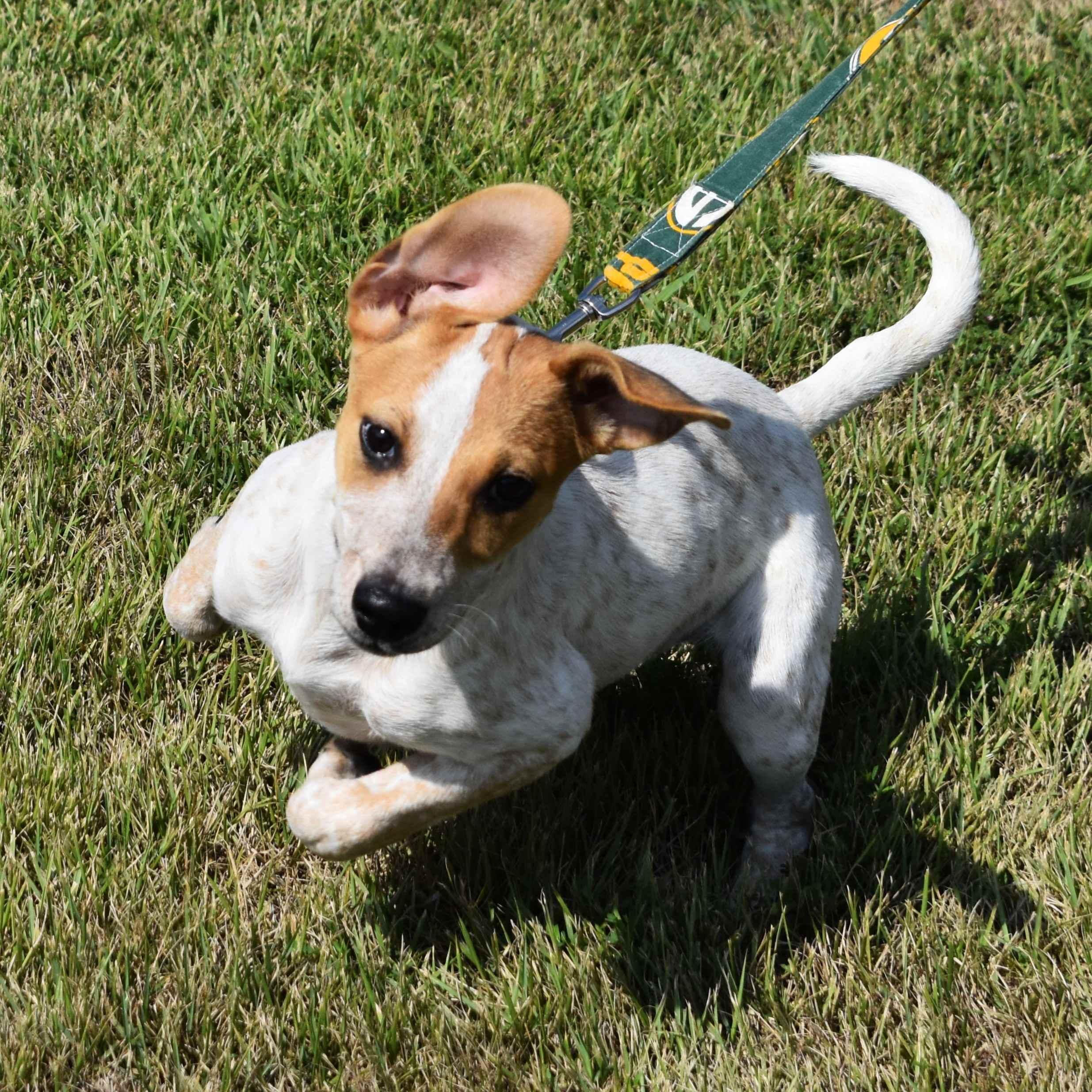 Ravioli, a Adoptable Mixed Breed in Searcy, AR image 5/6