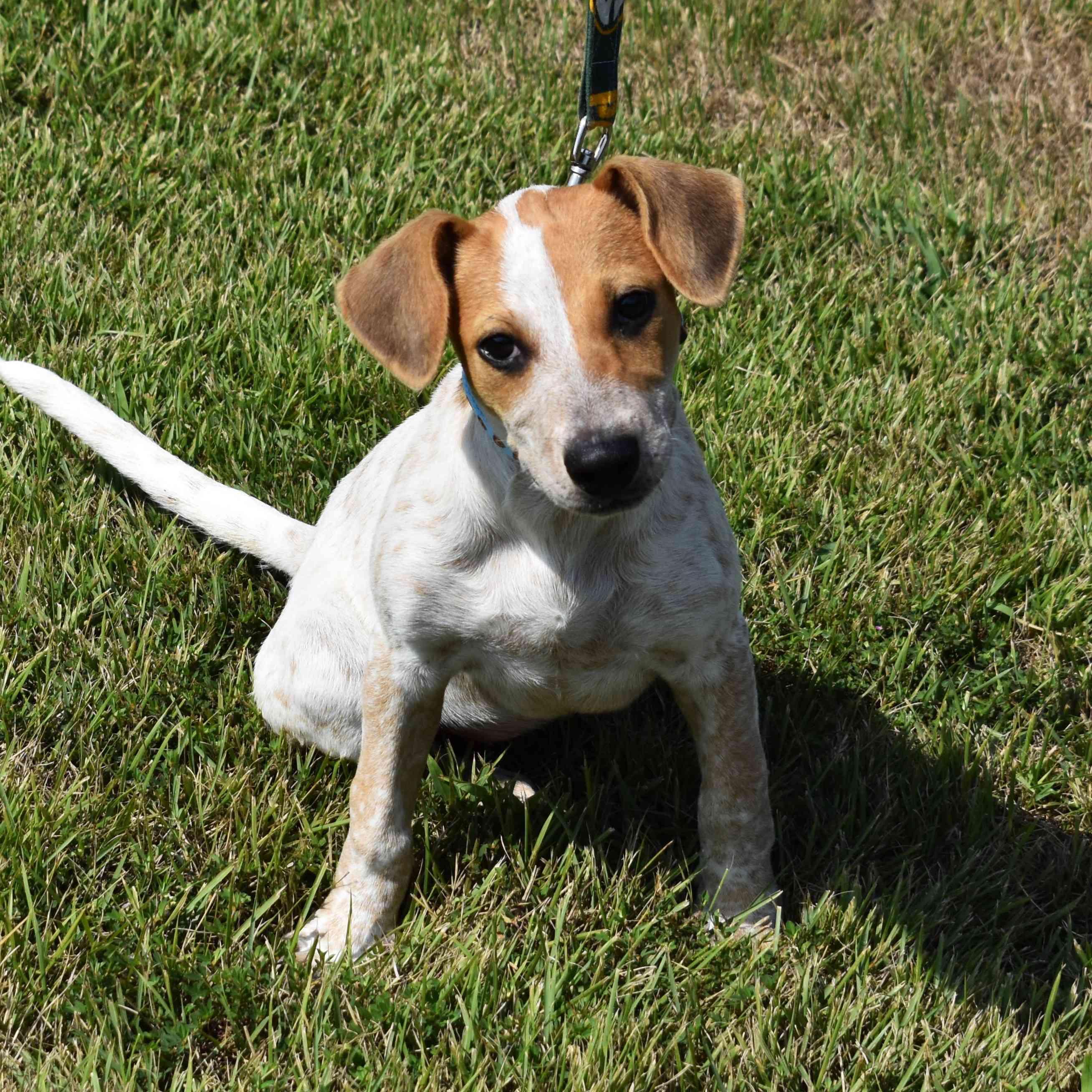 Ravioli, a Adoptable Mixed Breed in Searcy, AR image 2/6