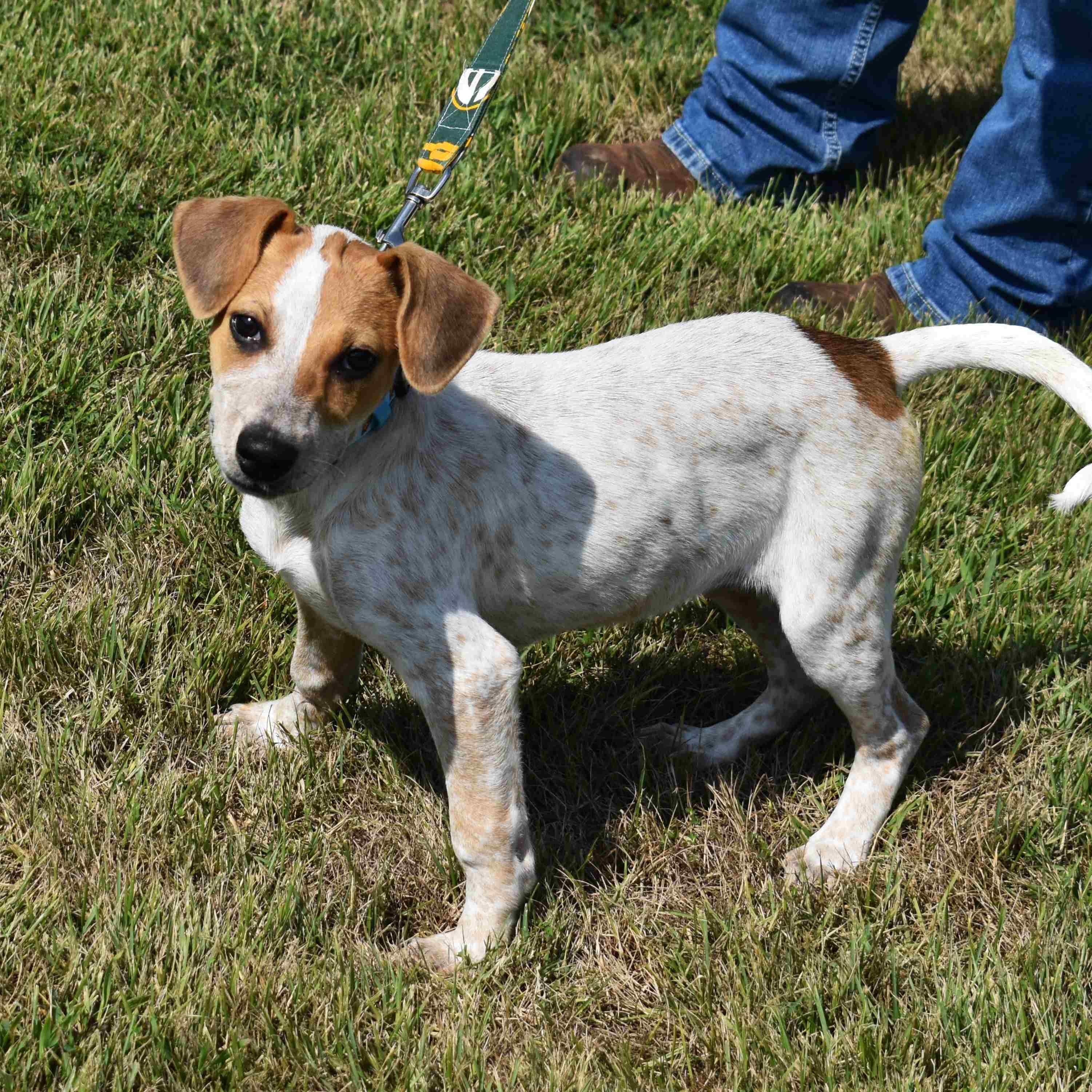 Ravioli, a Adoptable Mixed Breed in Searcy, AR image 1/6