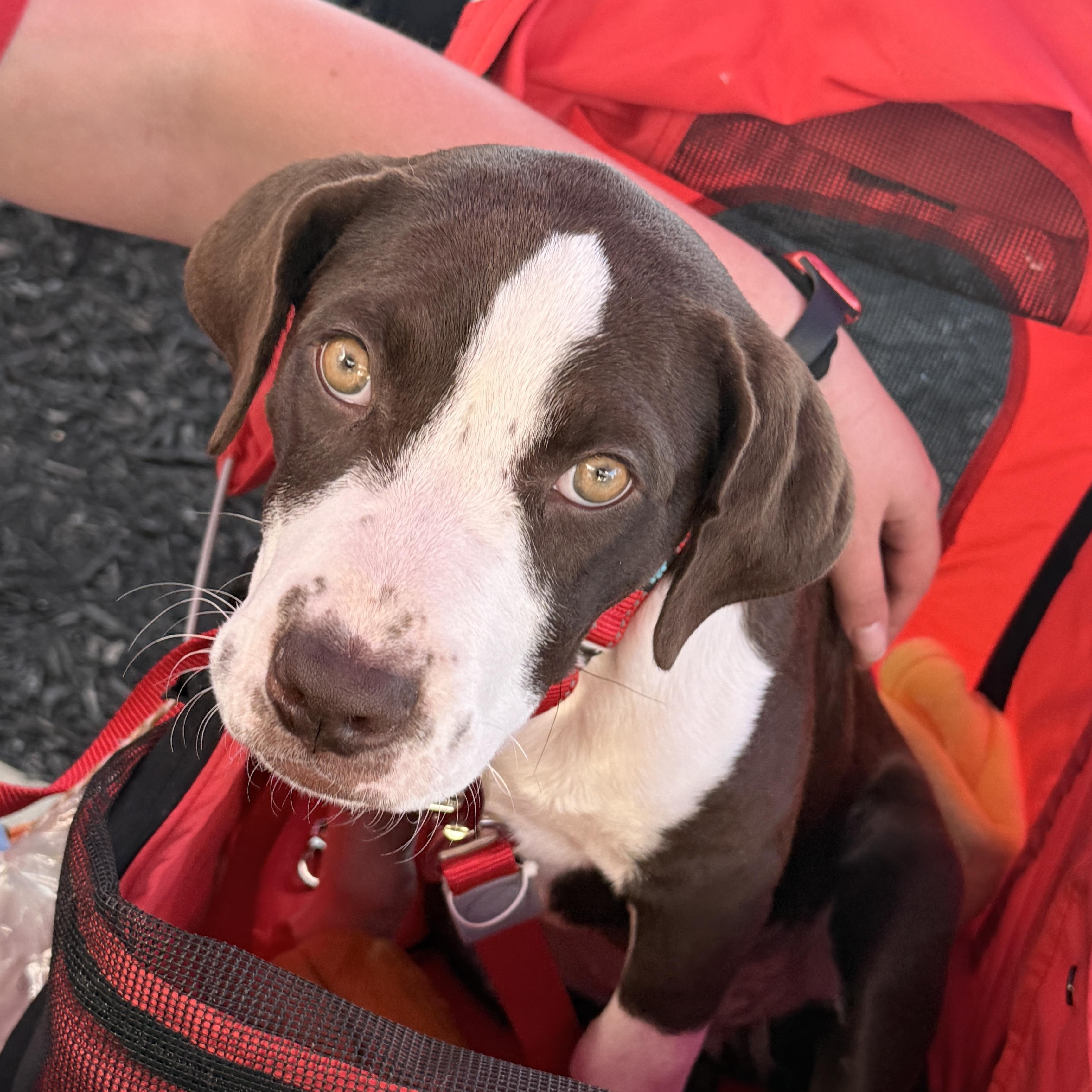 Jetta, a ADOPTABLE mixed breed in Louisville, KY image 2/6