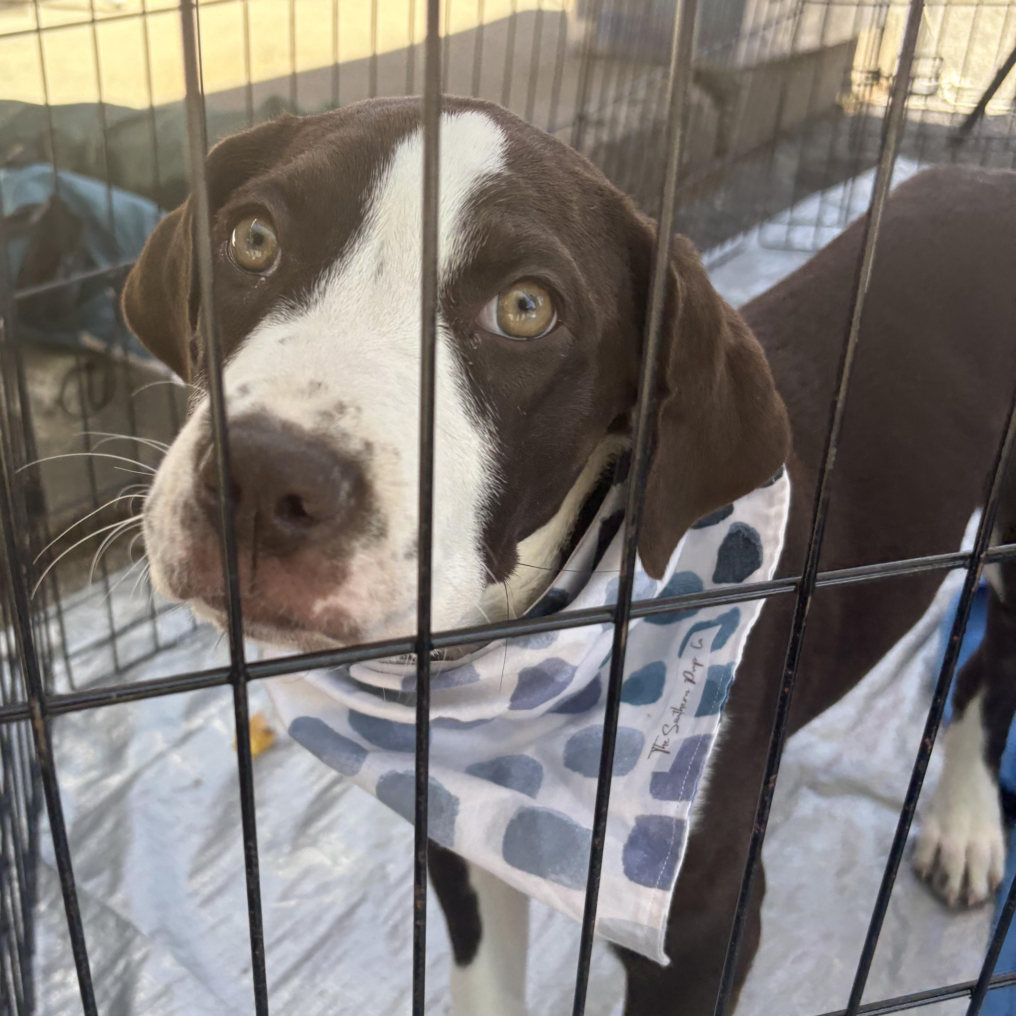 Jetta, a ADOPTABLE mixed breed in Louisville, KY image 5/6