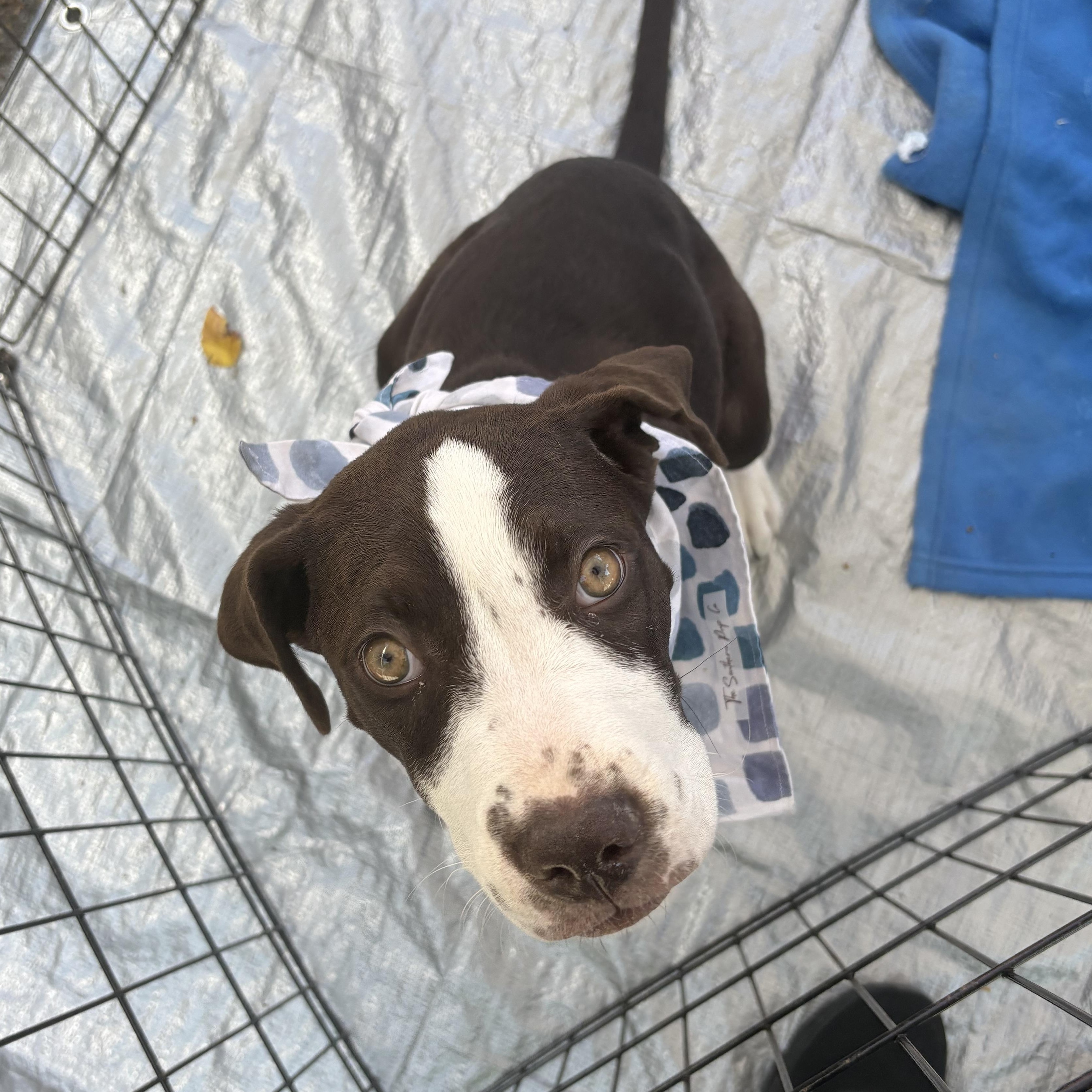 Jetta, a ADOPTABLE mixed breed in Louisville, KY image 4/6