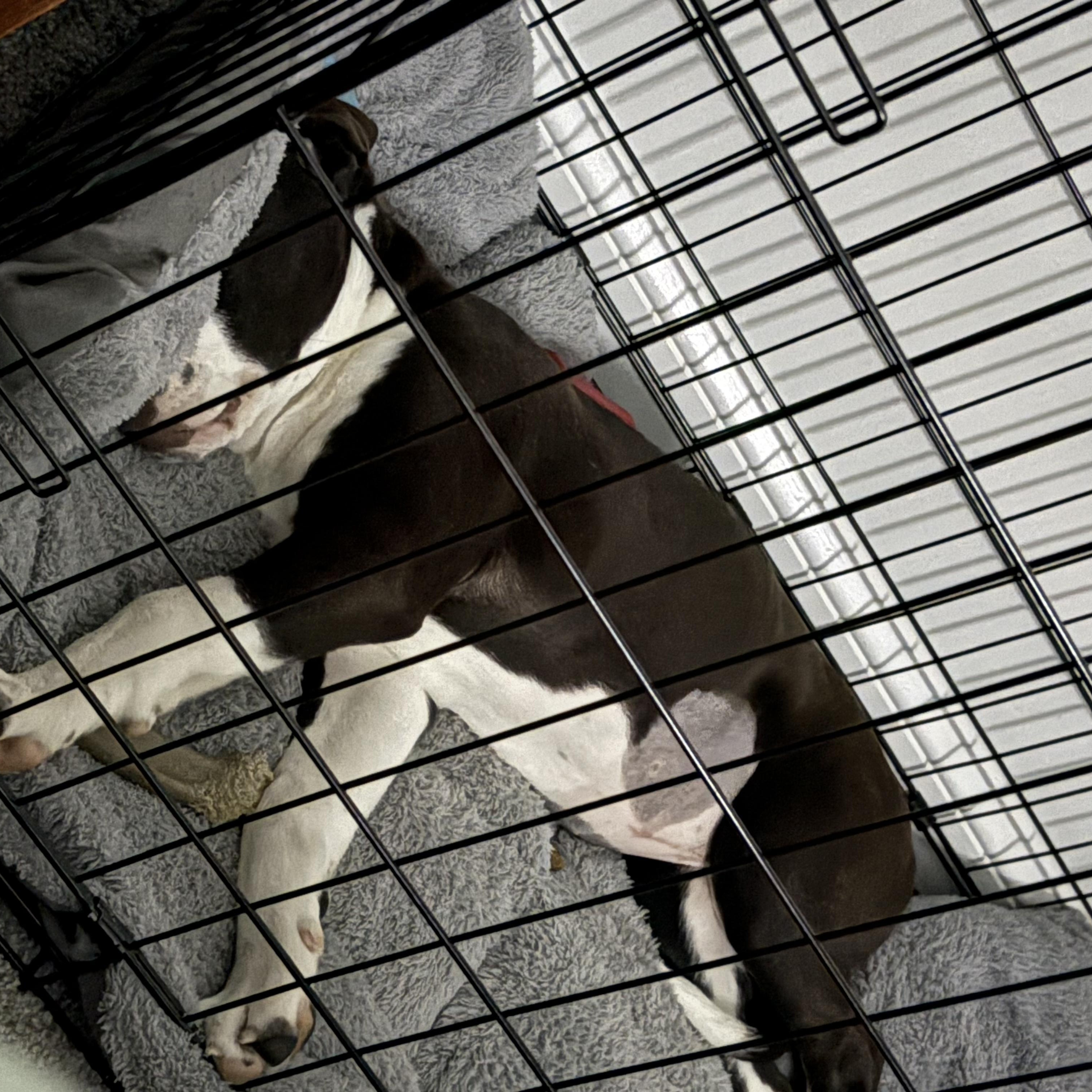Jetta, a ADOPTABLE mixed breed in Louisville, KY image 3/6