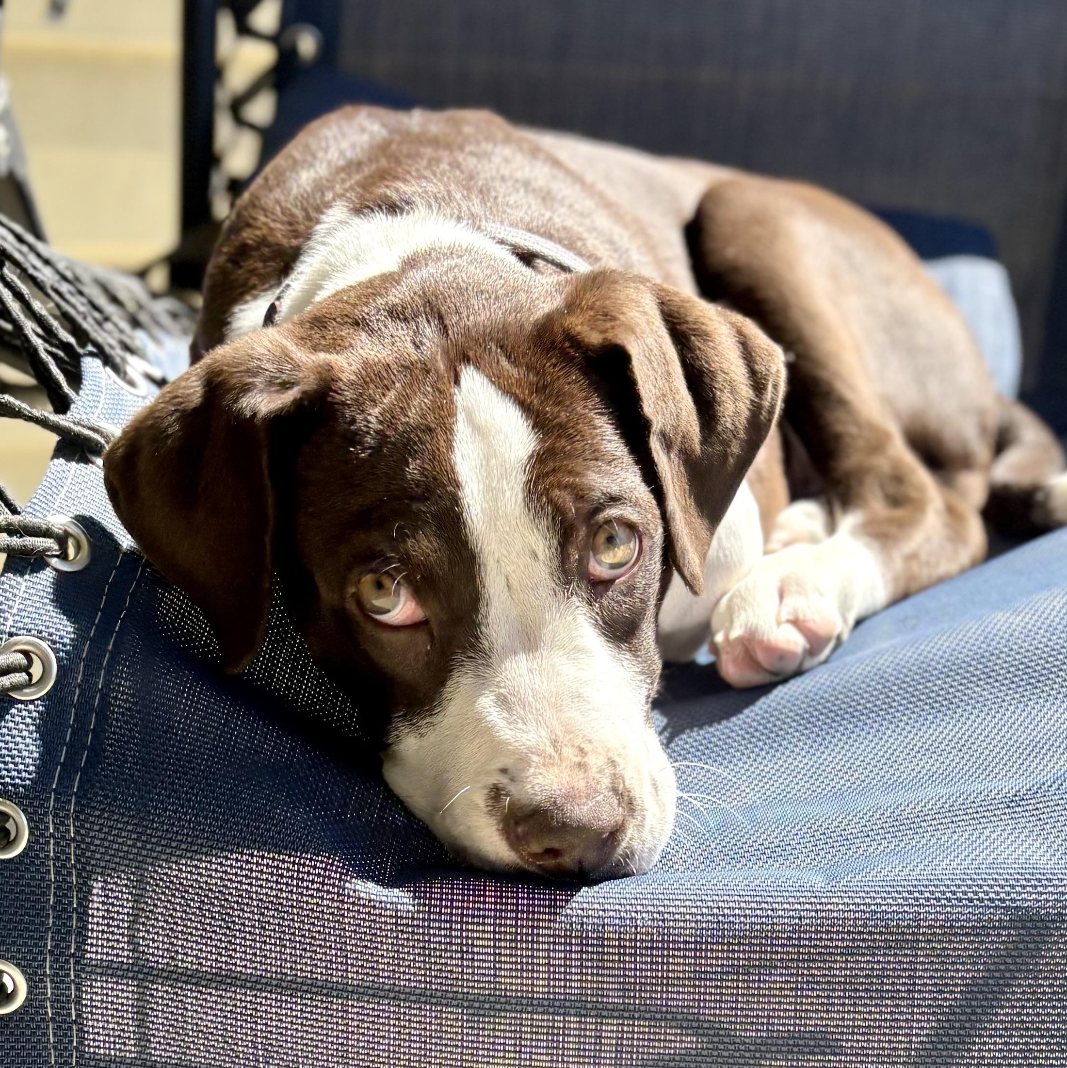 Jetta, ADOPTABLE, Puppy Female Pit Bull Terrier & German Shorthaired Pointer.