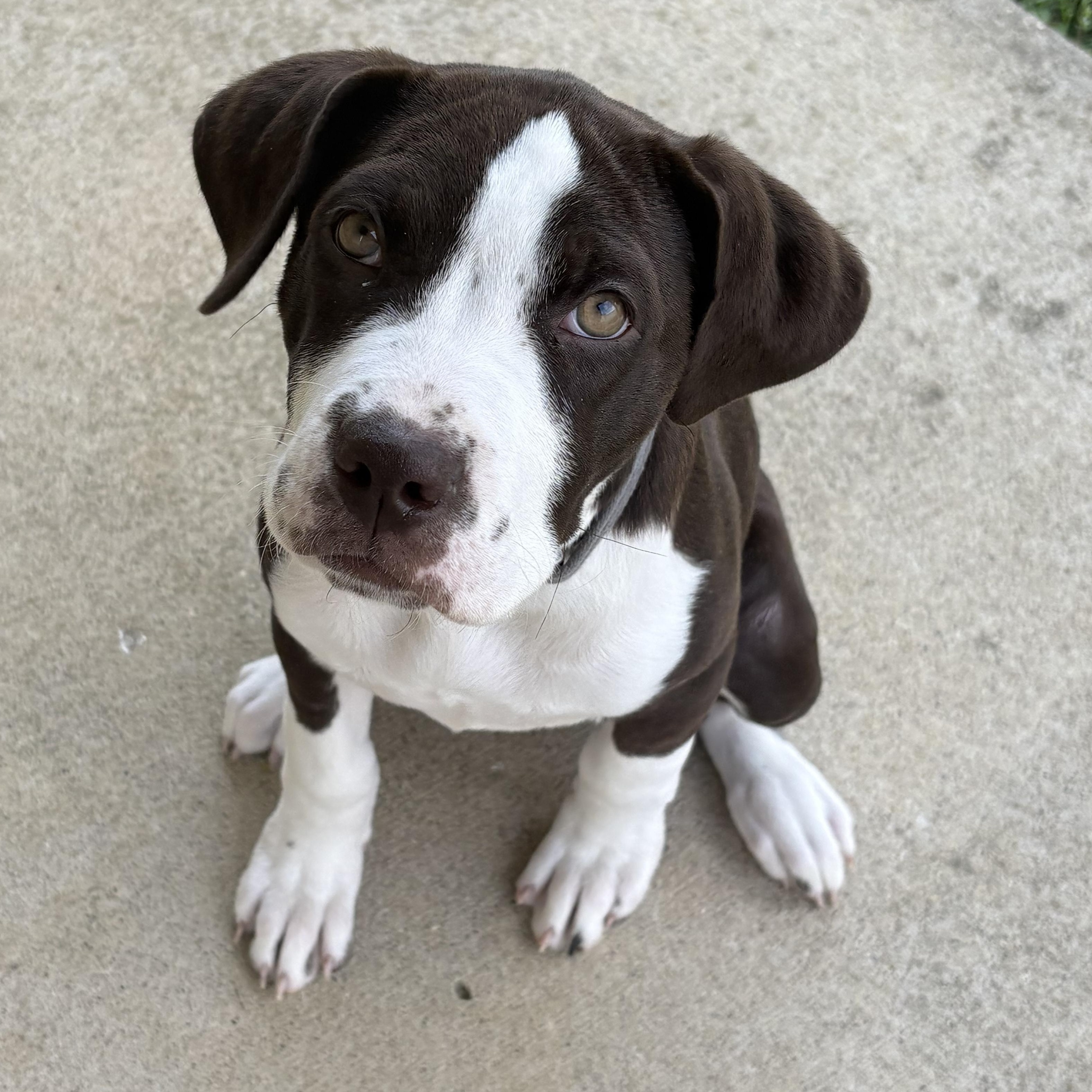 Jetta, a ADOPTABLE mixed breed in Louisville, KY image 6/6