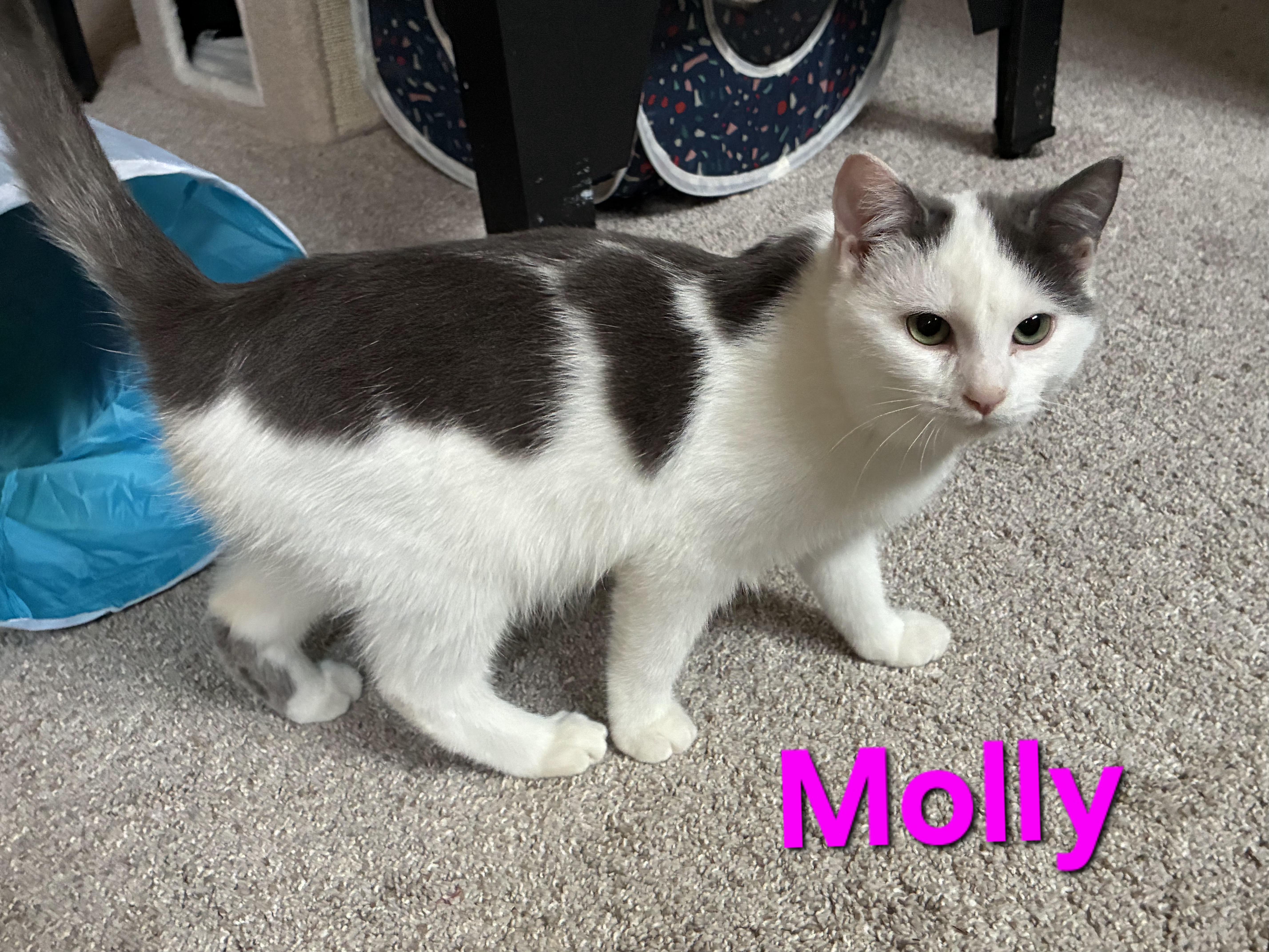 Enlarge Molly (siblings are Marv and Max), a ADOPTABLE Domestic Short Hair in Brighton, MI image 1/4