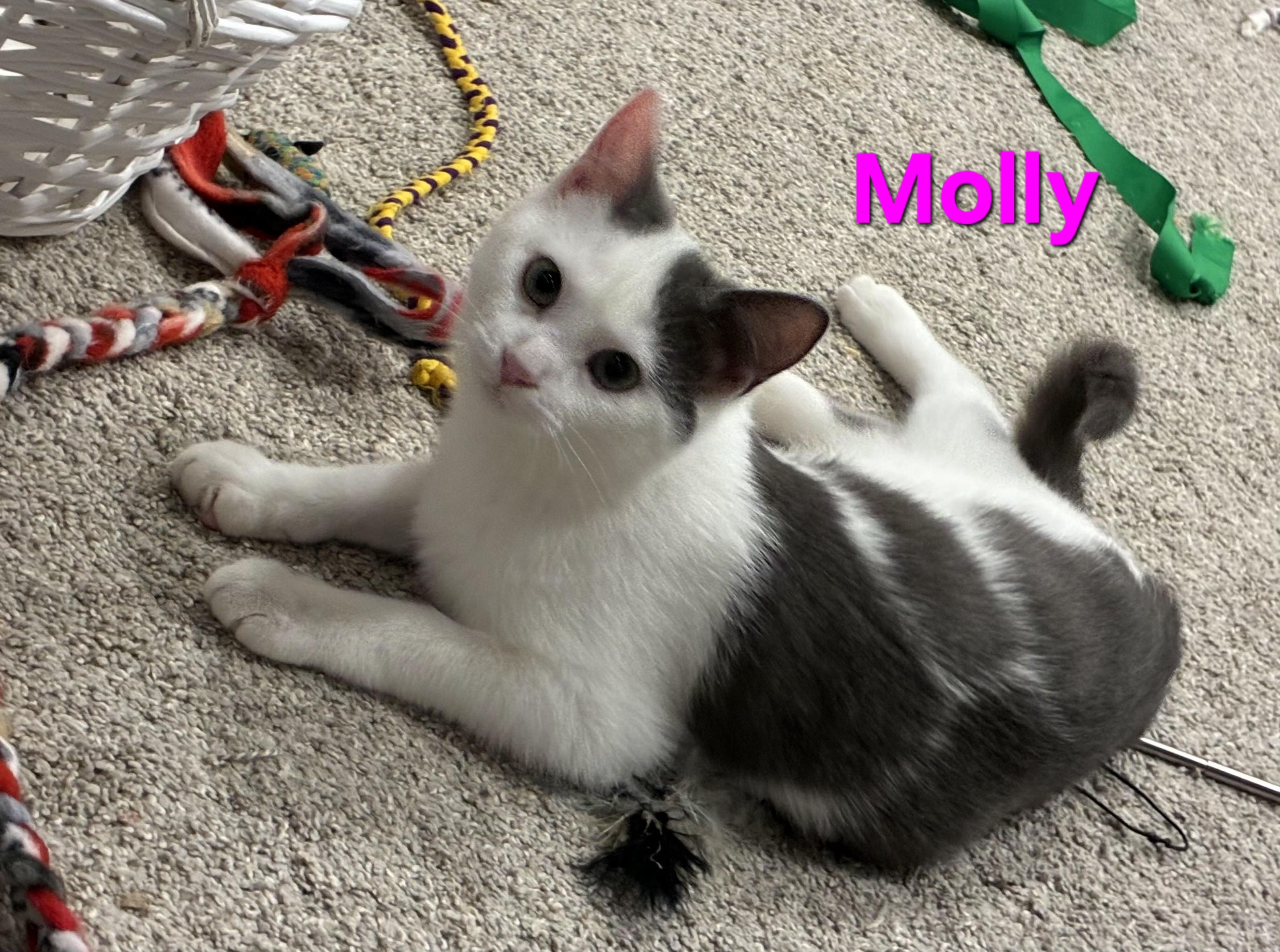 Molly (siblings are Marv and Max), a ADOPTABLE Domestic Short Hair in Brighton, MI image 6/6
