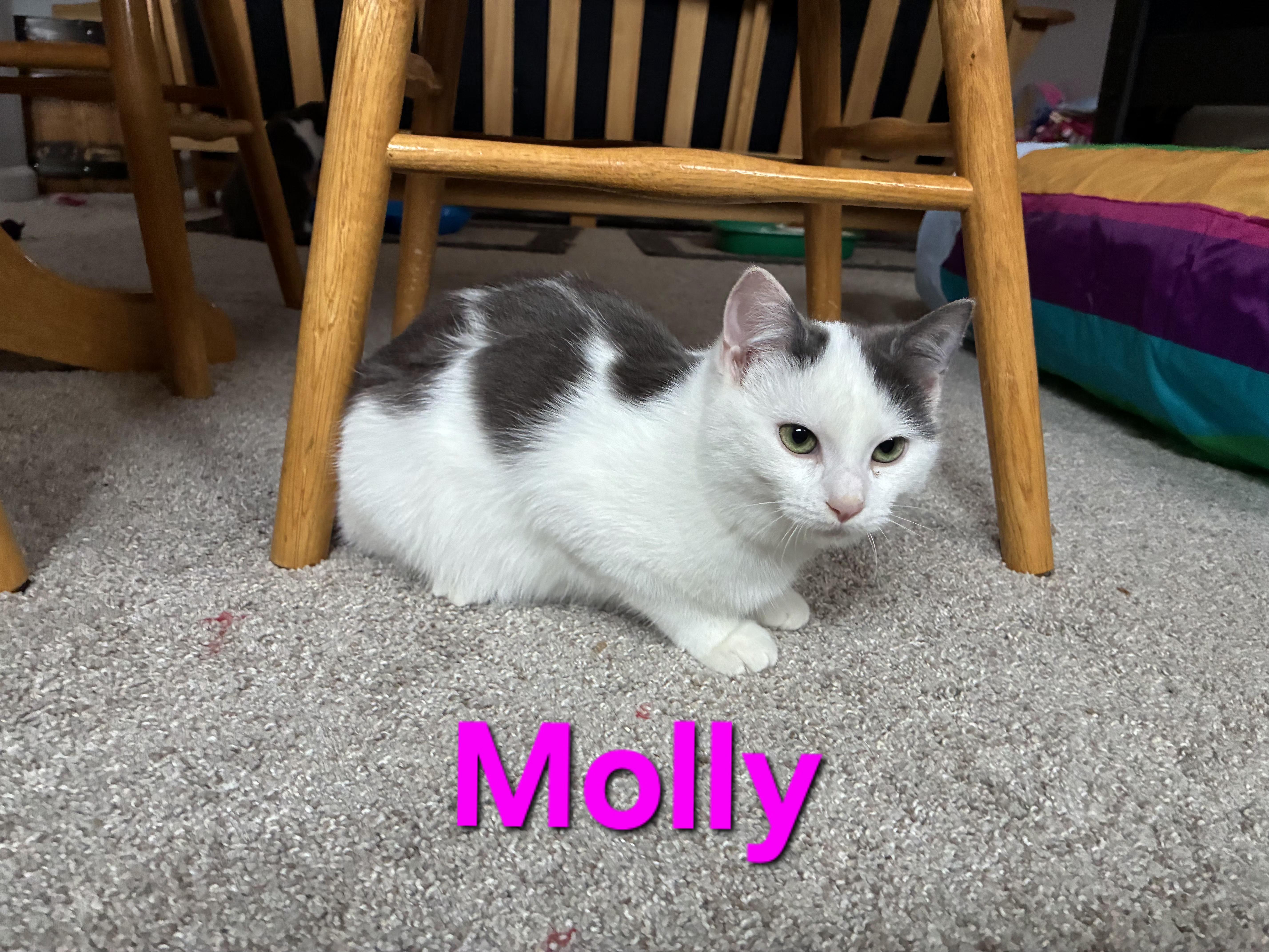 Enlarge Molly (siblings are Marv and Max), a ADOPTABLE Domestic Short Hair in Brighton, MI image 3/4