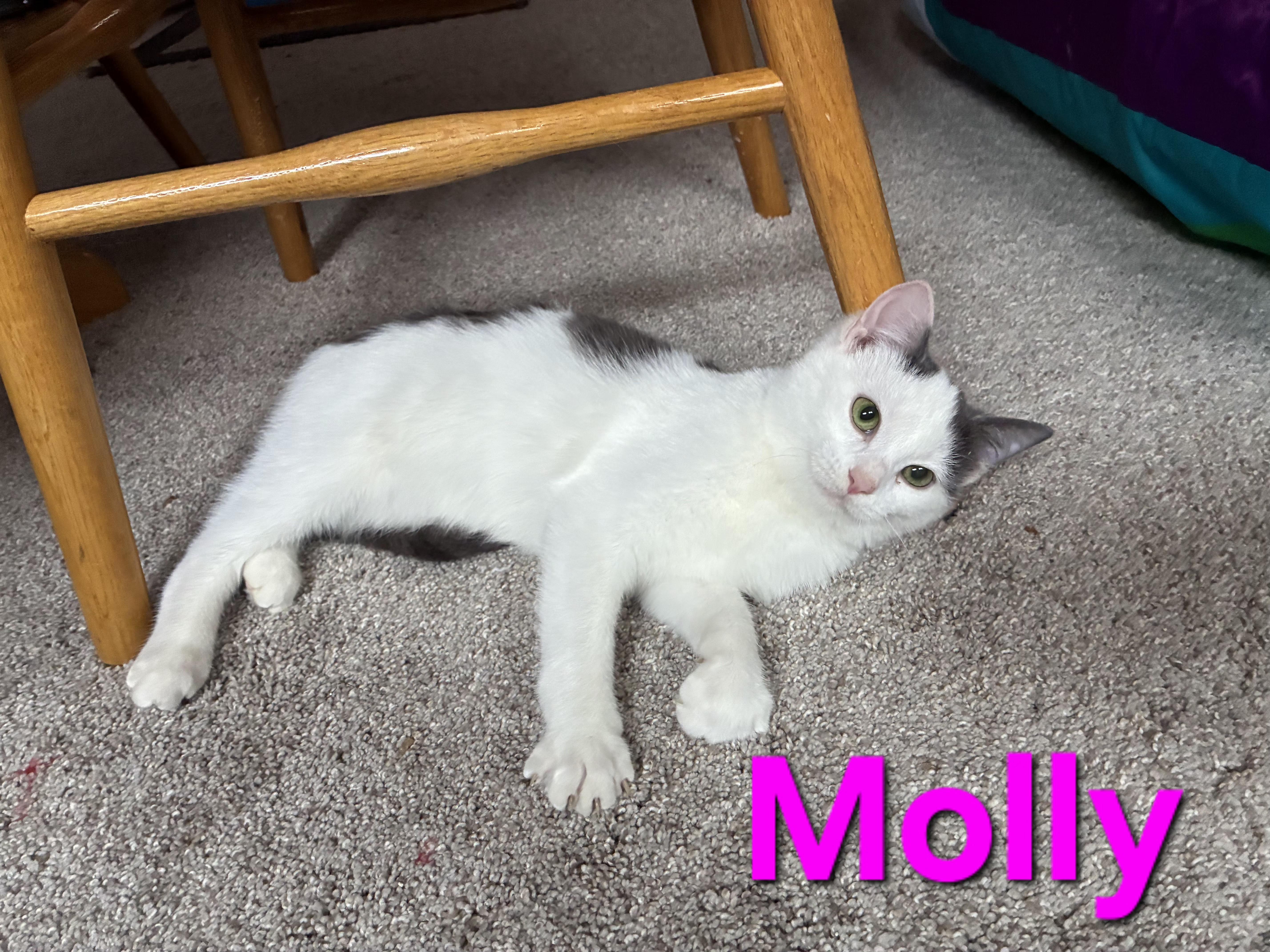 Enlarge Molly (siblings are Marv and Max), a ADOPTABLE Domestic Short Hair in Brighton, MI image 2/4