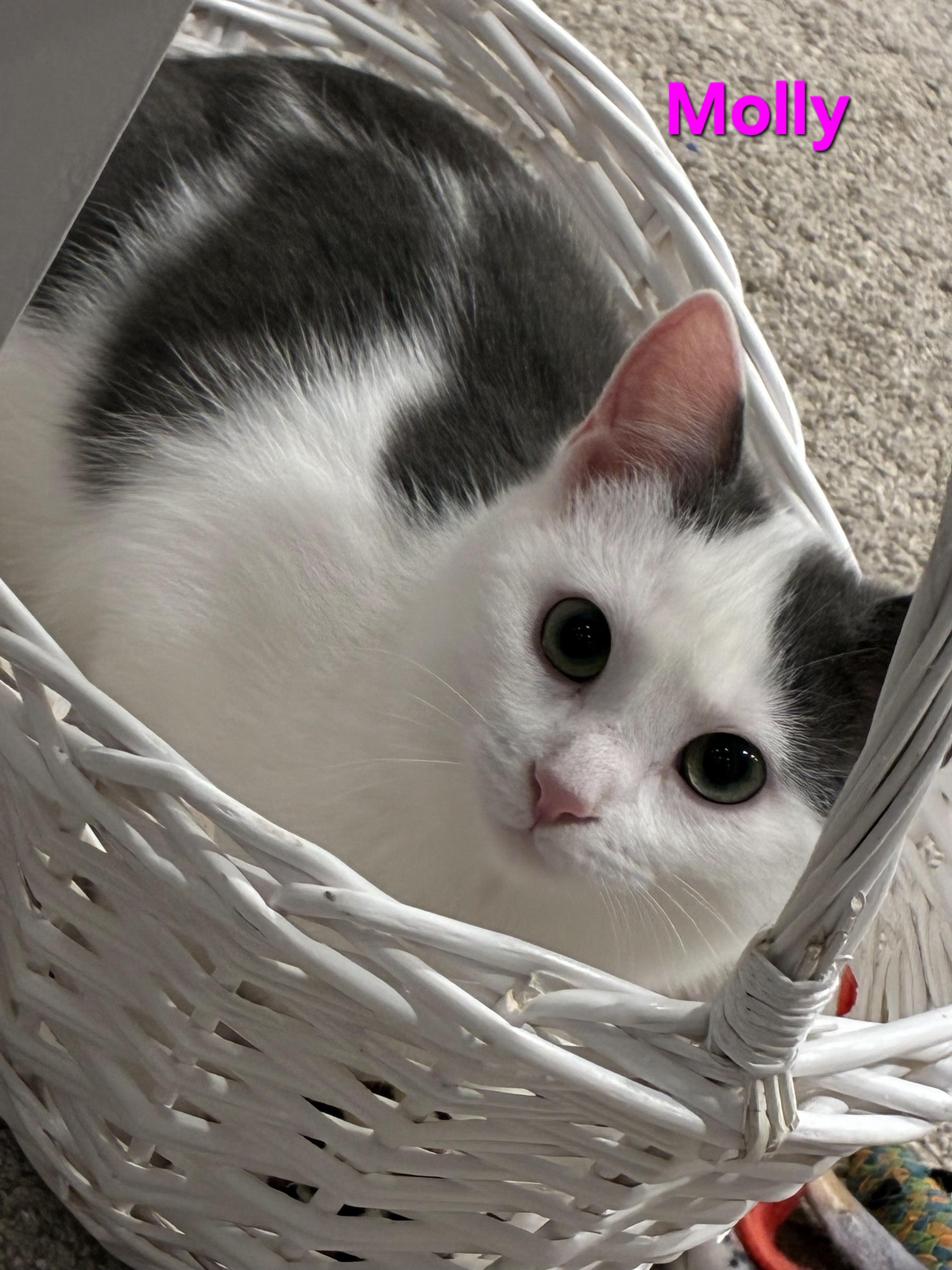 Molly (siblings are Marv and Max), ADOPTABLE, Kitten Female Domestic Short Hair.