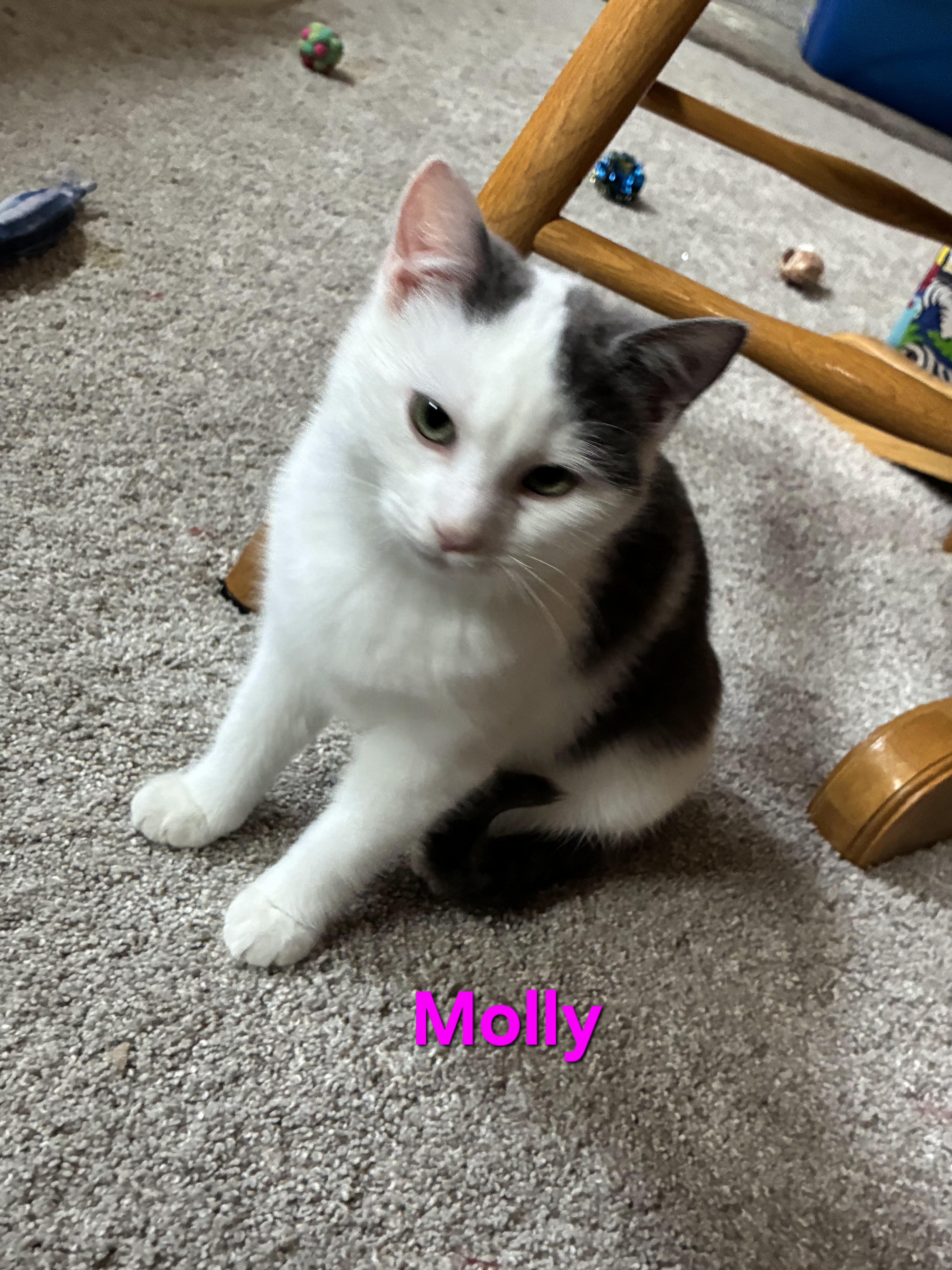 Enlarge Molly (siblings are Marv and Max), a ADOPTABLE Domestic Short Hair in Brighton, MI image 4/4