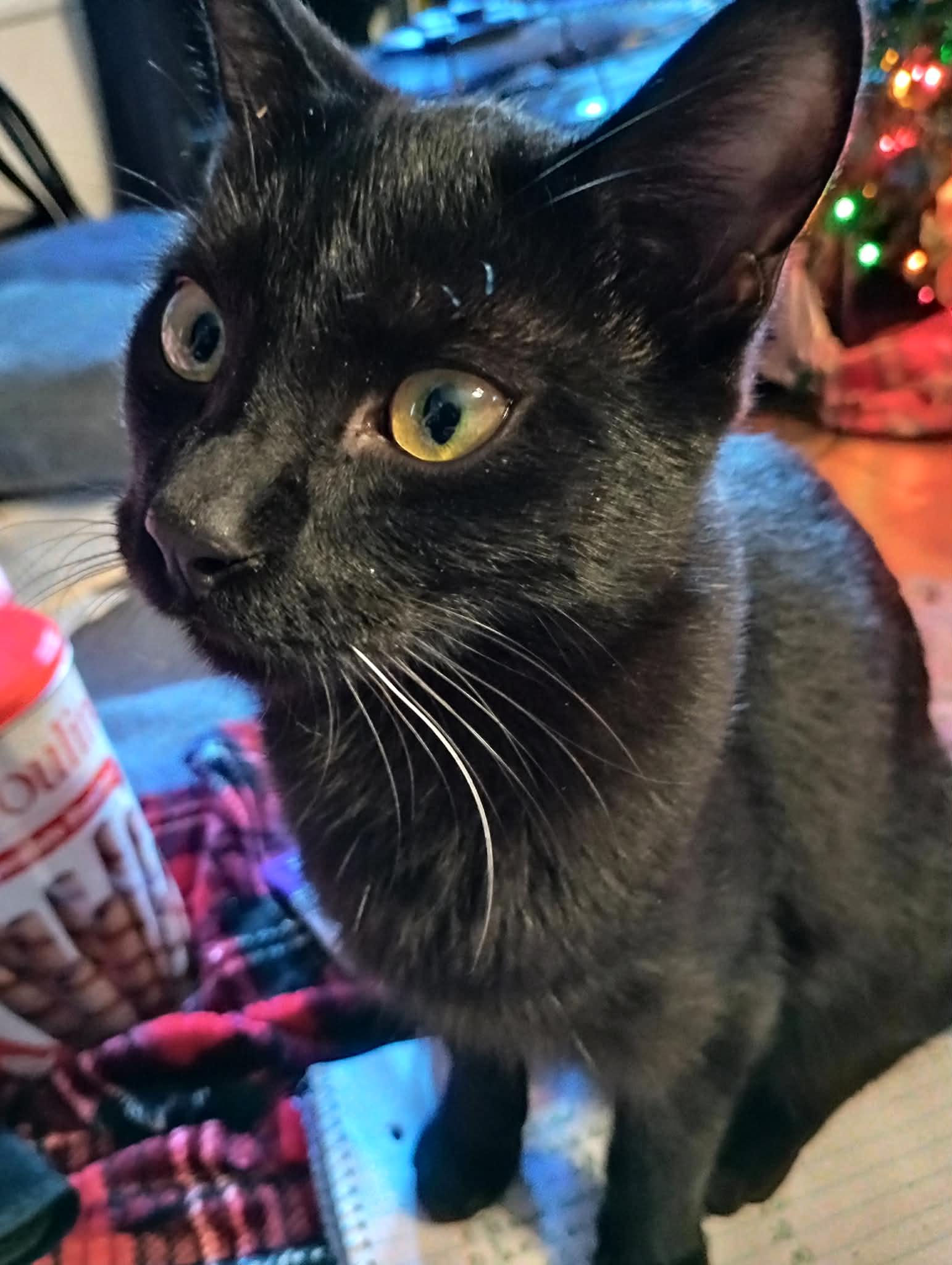 Marcel, Adoptable, Kitten Male Domestic Short Hair.