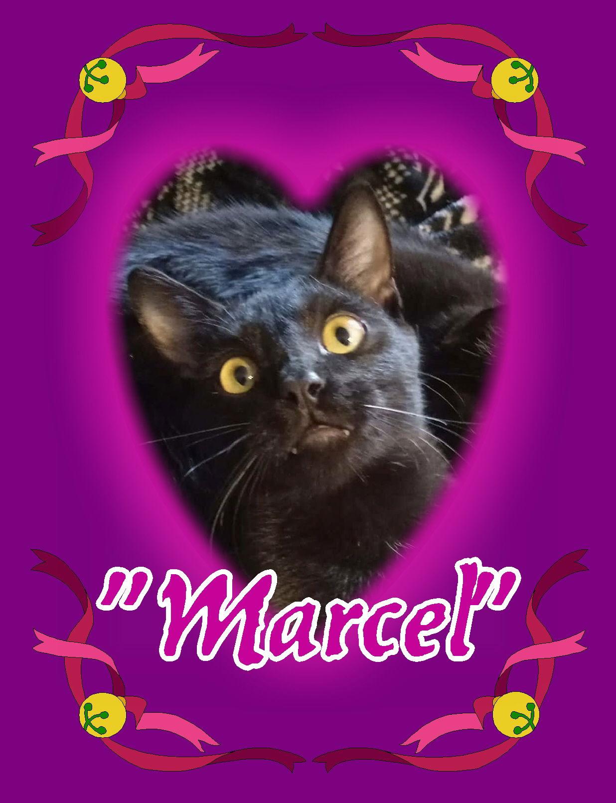 Marcel, a Adoptable Domestic Short Hair in Piedmont, MO image 2/3