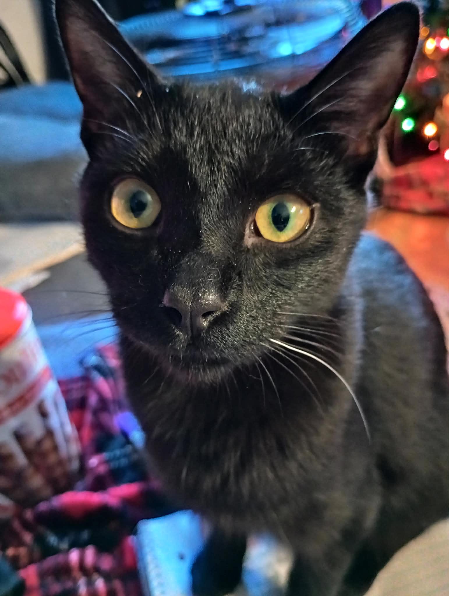 Marcel, a Adoptable Domestic Short Hair in Piedmont, MO image 3/3