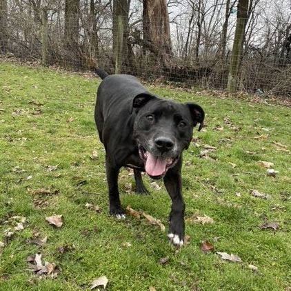Midnight (in a foster home), Adoptable, Senior Male American Staffordshire Terrier.