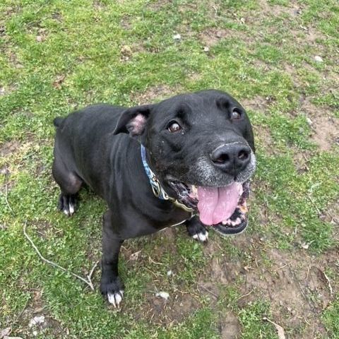 Midnight (in a foster home), a Adoptable mixed breed in Myerstown, PA image 2/12