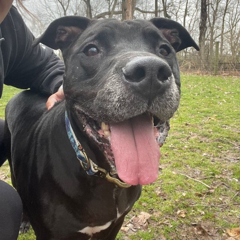 Midnight (In a temporary foster home), Adoptable, Senior Male American Staffordshire Terrier.
