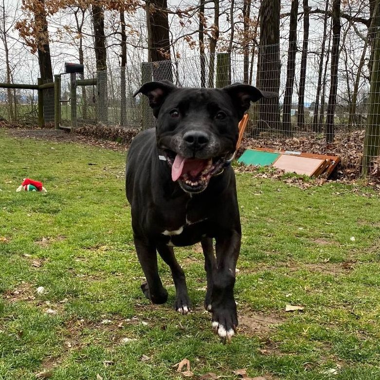 Midnight (in a foster home), a Adoptable mixed breed in Myerstown, PA image 4/12
