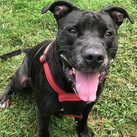 Midnight (in a foster home), a Adoptable mixed breed in Myerstown, PA image 5/12