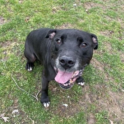 Midnight (in a foster home), a Adoptable mixed breed in Myerstown, PA image 6/12