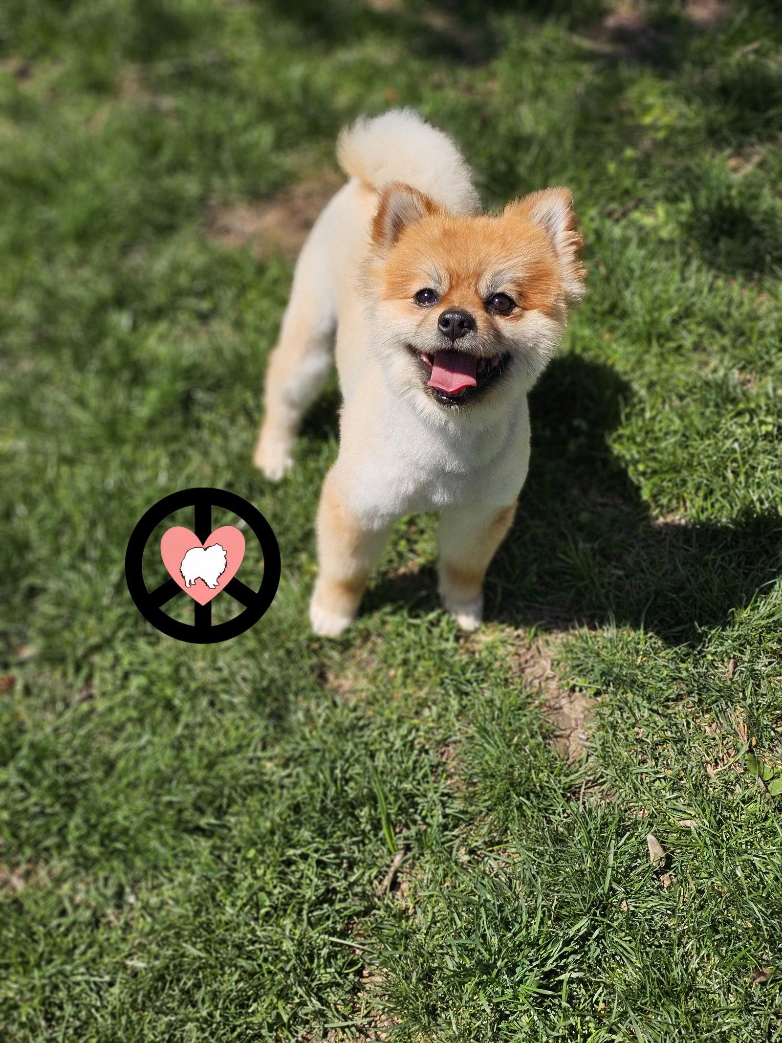 Tobie, Adoptable, Young Male Pomeranian.