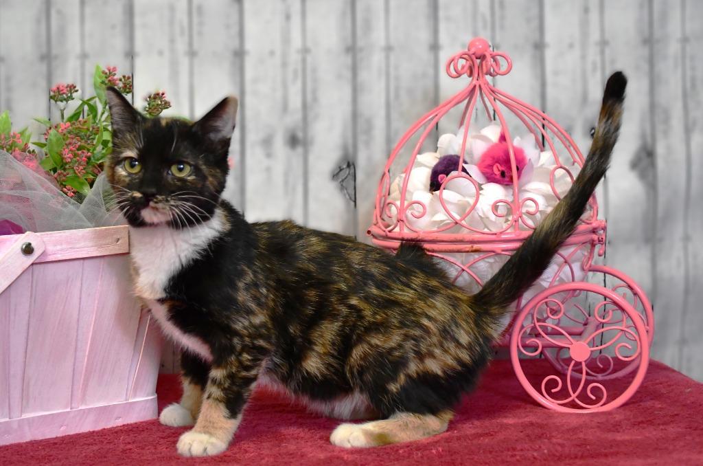 Enlarge Marigold, a Adoptable mixed breed in Roanoke, TX image 1/3