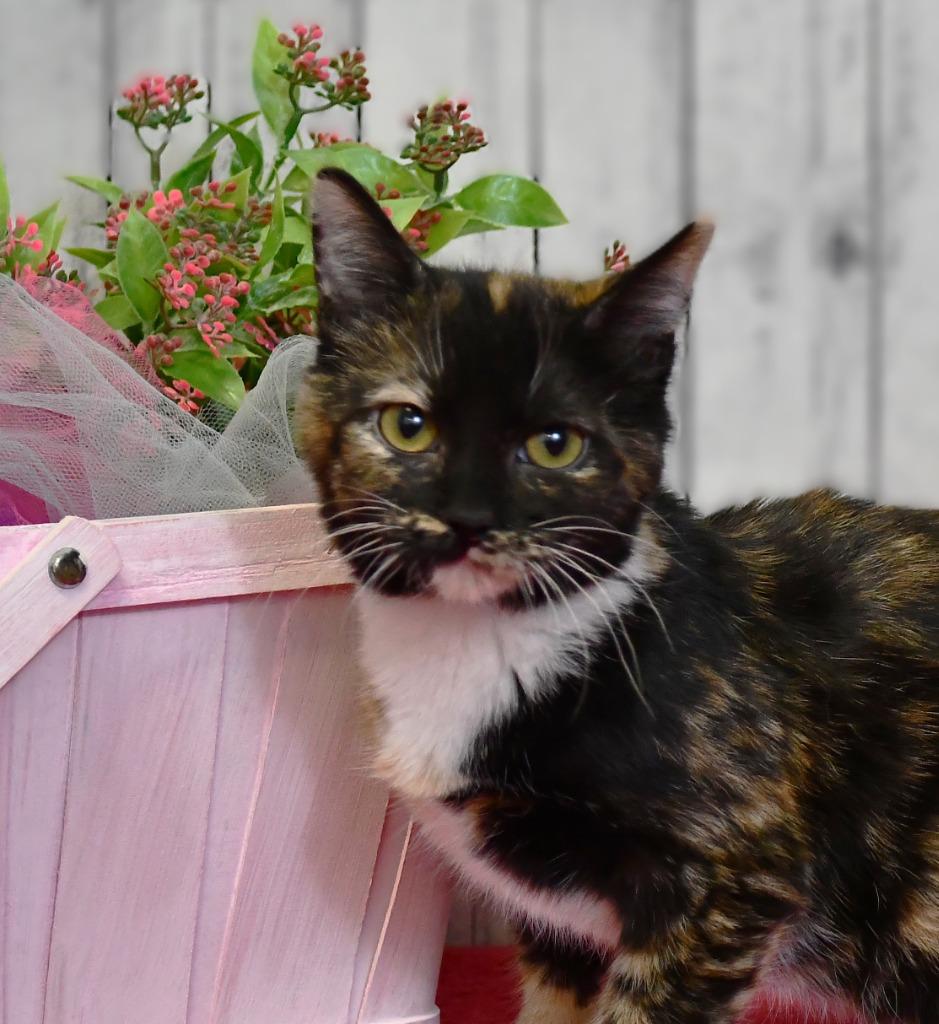 Enlarge Marigold, a Adoptable mixed breed in Roanoke, TX image 2/3