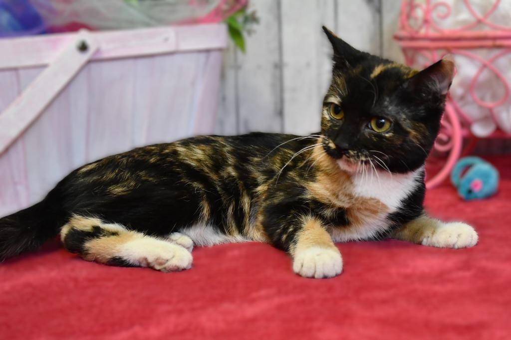 Enlarge Marigold, a Adoptable mixed breed in Roanoke, TX image 3/3