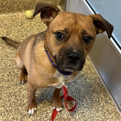 Bigs, Adoptable, Adult Male Mixed Breed & Mixed Breed.