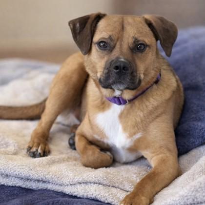 Enlarge Bigs, a Adoptable mixed breed in Merriam, KS image 2/2