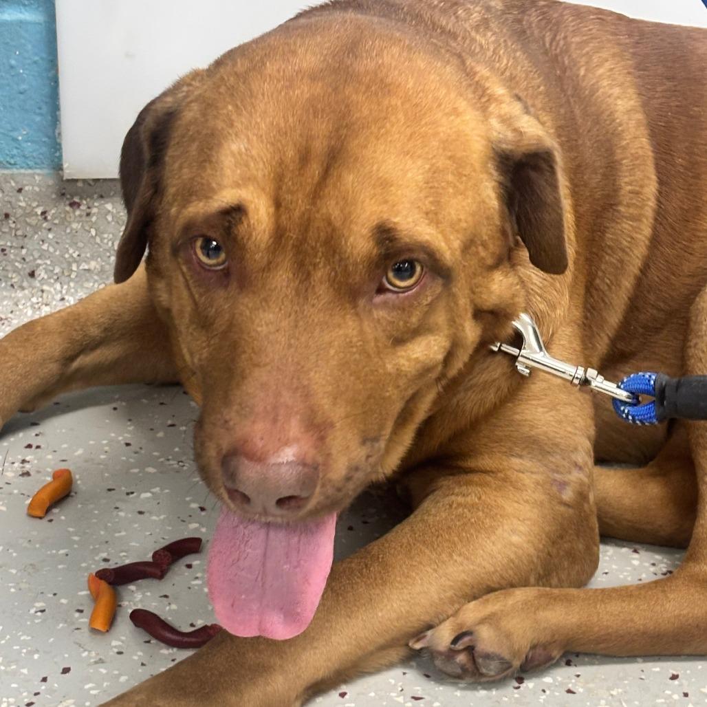 Journey, Adoptable, Adult Male Labrador Retriever & Mixed Breed.