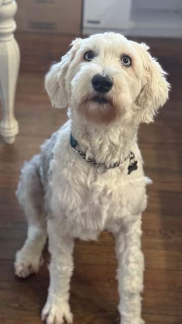 Enlarge Pumpkin, a Adopted Old English Sheepdog in Argyle, TX image 1/1